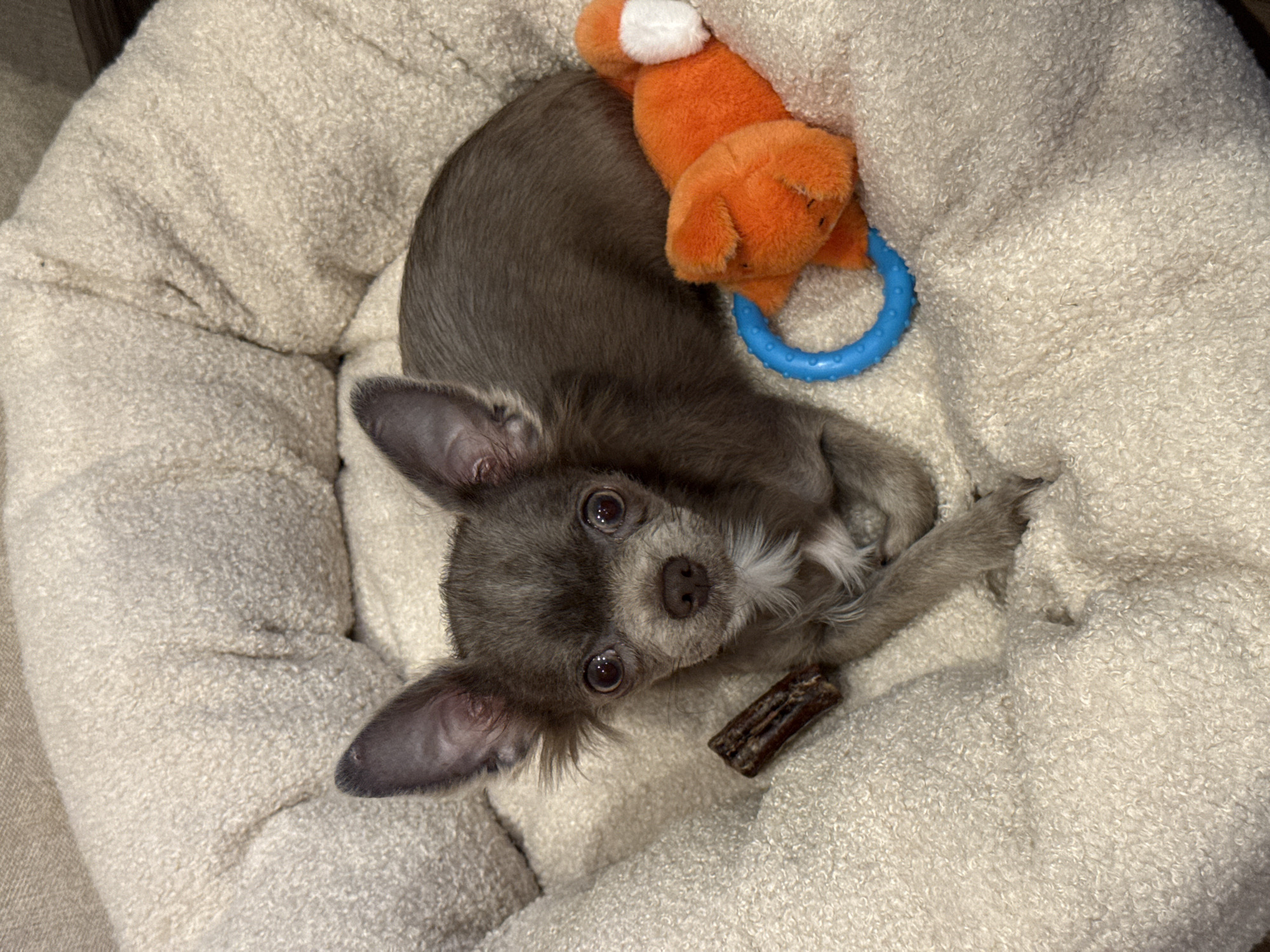 A high-angle shot captures a small, long-haired dog resting comfortably in a soft, light beige dog bed. The dog, with greyish-brown fur and large, upright ears, is looking directly up at the camera with wide, dark, curious eyes. It is curled up within the plush, textured fabric of the bed.
An orange plush toy, possibly resembling a fox with white accents and a blue plastic ring attached, is partially visible tucked into the bed behind the dog's back. A dark brown, stick-like dog treat or chew lies on the bed surface near the dog's front paws. The scene is set indoors, depicting a cozy and domestic environment. The lighting is soft and even, highlighting the dog's features and the texture of the bed. There are no people visible in the image, nor any discernable text. The photograph offers a glimpse into the daily life of a pet in a home setting, located in Moscow, Russia.