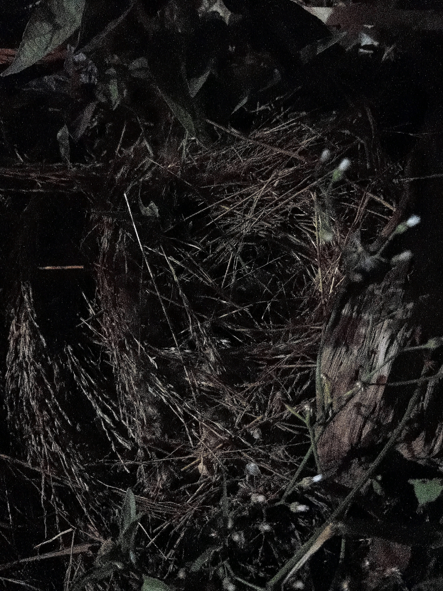 The image is a close-up, dark, and grainy shot of a bird's nest constructed from twigs, grass, and other natural materials. The nest appears to be nestled amongst foliage and branches, with hints of leaves and stems visible. The lighting is dim, suggesting it might be a nighttime or heavily shaded scene. There is a blurred, brown, wooden-like object to the right of the nest. The overall impression is one of a natural, undisturbed habitat. The image does not provide any information about the city of Cikal, Indonesia, or any human presence or activity.