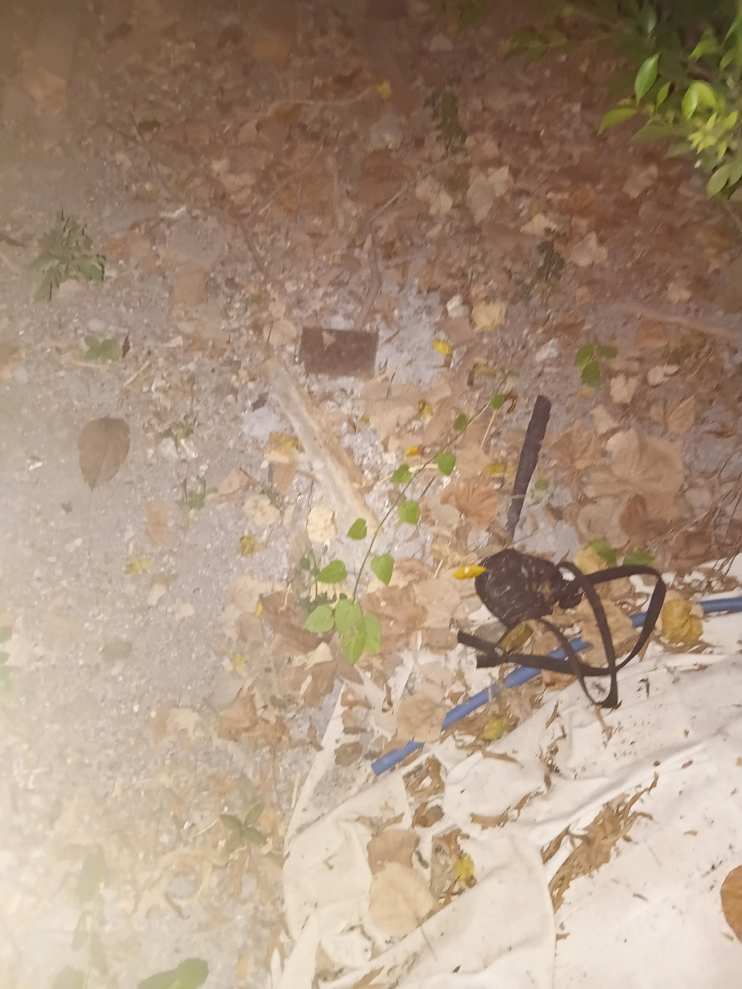 The image depicts an outdoor scene with ground covered in dirt, leaves, and small stones. In the center of the frame, a dark-colored bird with a yellow beak is visible. The bird is partially obscured by a black strap and some blue tubing, suggesting it might be entangled or near discarded materials. Several green plants are scattered across the ground, and some dried leaves are also present. The overall lighting suggests it is either dusk or nighttime. The specific location in Cikal, Indonesia, cannot be determined from the visual information provided in the image alone.