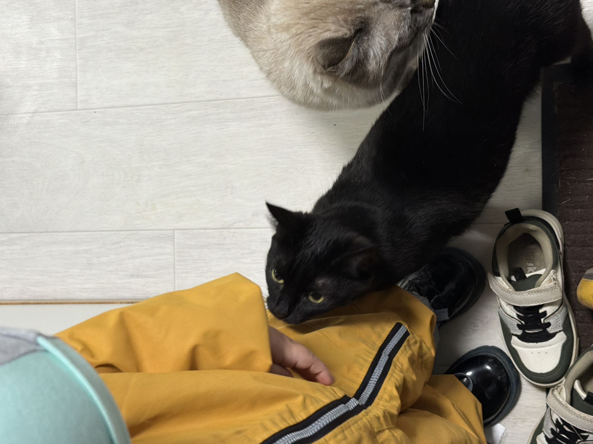 A top-down view shows two cats, a black cat and a gray cat, interacting with a person wearing a yellow jacket. The black cat is close to the person, possibly sniffing or nuzzling their arm. The gray cat is near the black cat, but its head is out of the frame. The person's hand is resting on the jacket. Two pairs of children's shoes are on the floor to the right of the person. The floor appears to be wood laminate. The location cannot be determined from this image.