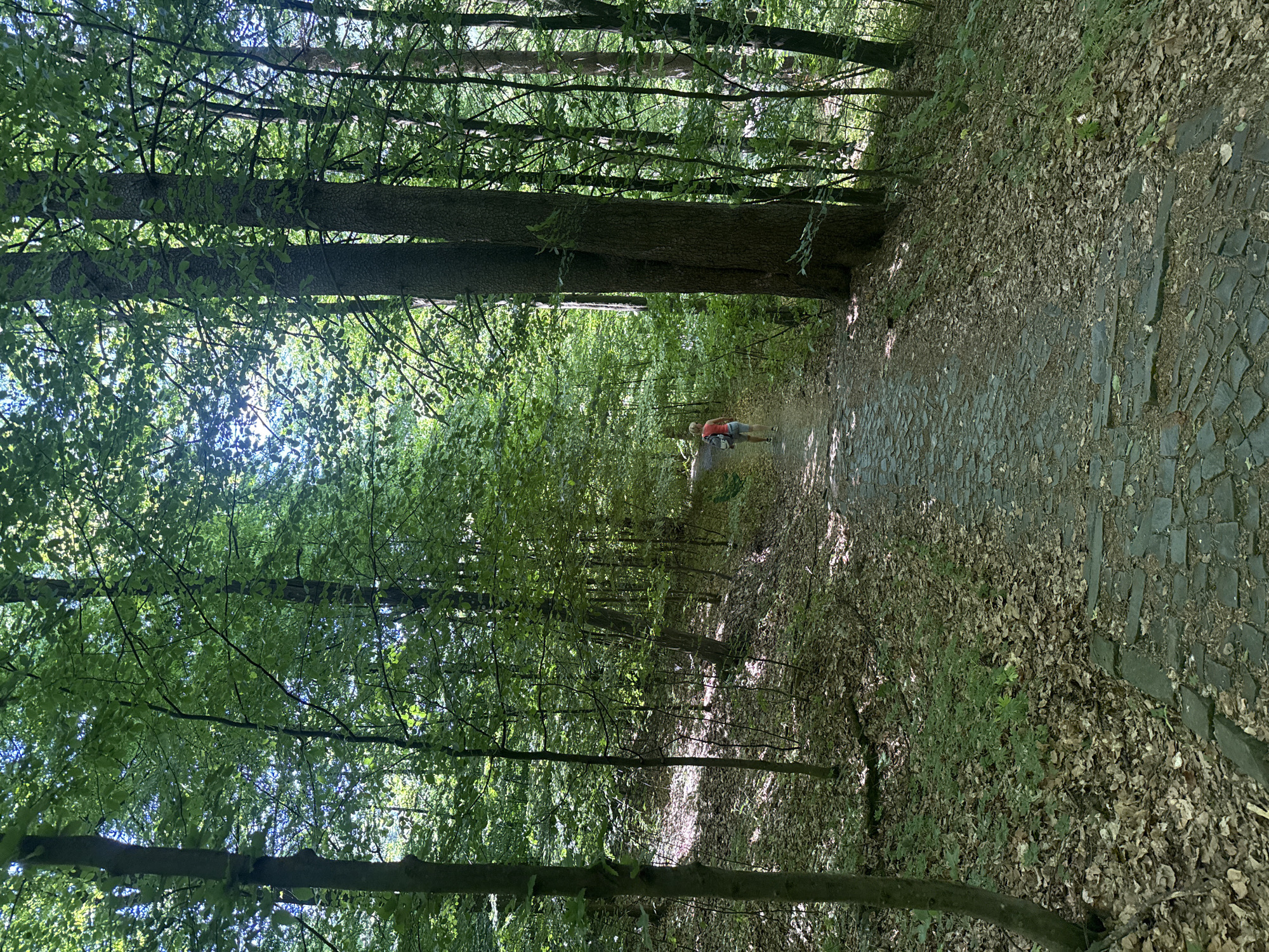 The image depicts a tree-lined pathway, likely in a wooded area. A person is walking along the path, away from the camera, wearing what appears to be a red shirt and shorts. The path appears to be constructed from a combination of stones and loose debris. The trees create a canopy, filtering light onto the path. Based on the prompt and the environment depicted in the image, it is possible that this scene is located near Syniak, Ukraine.