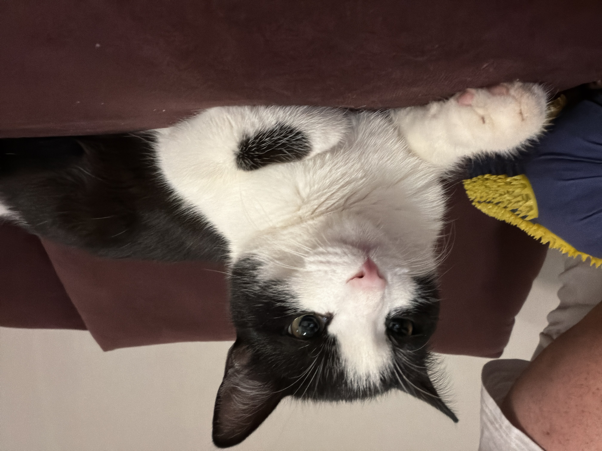 A black and white cat is hanging upside down, with its paws on the edge of a brown sofa and a blue pillow with yellow fringe. The cat is looking directly at the camera. The location is unknown and cannot be determined from the image.
