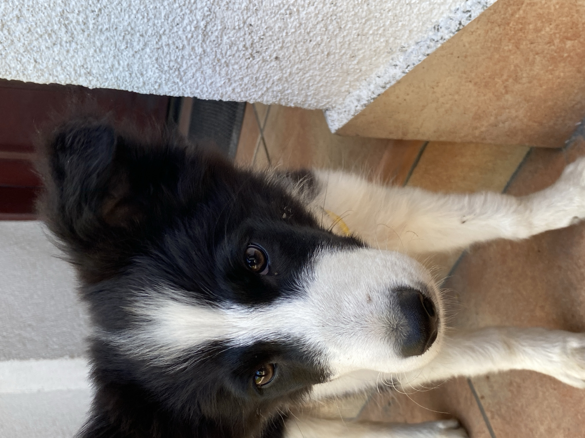 The image shows a close-up of a young border collie puppy. The puppy has black and white fur, with a prominent white blaze running down its nose and forehead. Its eyes are brown and appear alert. The puppy is standing on a tiled floor, and the background includes a textured, light-colored wall and a dark doorway. The scene is outdoors, possibly in a courtyard or entryway. The puppy is the sole subject of the photograph. The location is identified as Wielka Wieś, Poland.