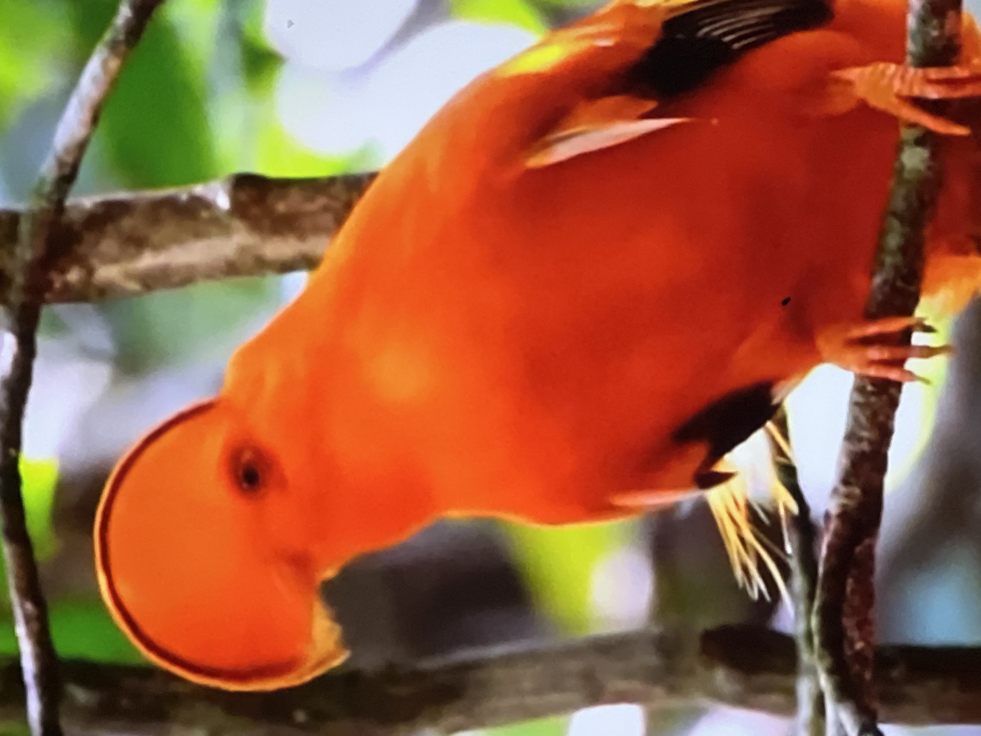 This image shows a close-up of a bright orange bird with a prominent crest, perched on a tree branch. The bird has dark wing feathers with some lighter accents. The background is blurred, with hints of green foliage and possibly a diffused light source. There is no indication of the city of Casablanca, Morocco, or any urban elements in this image.