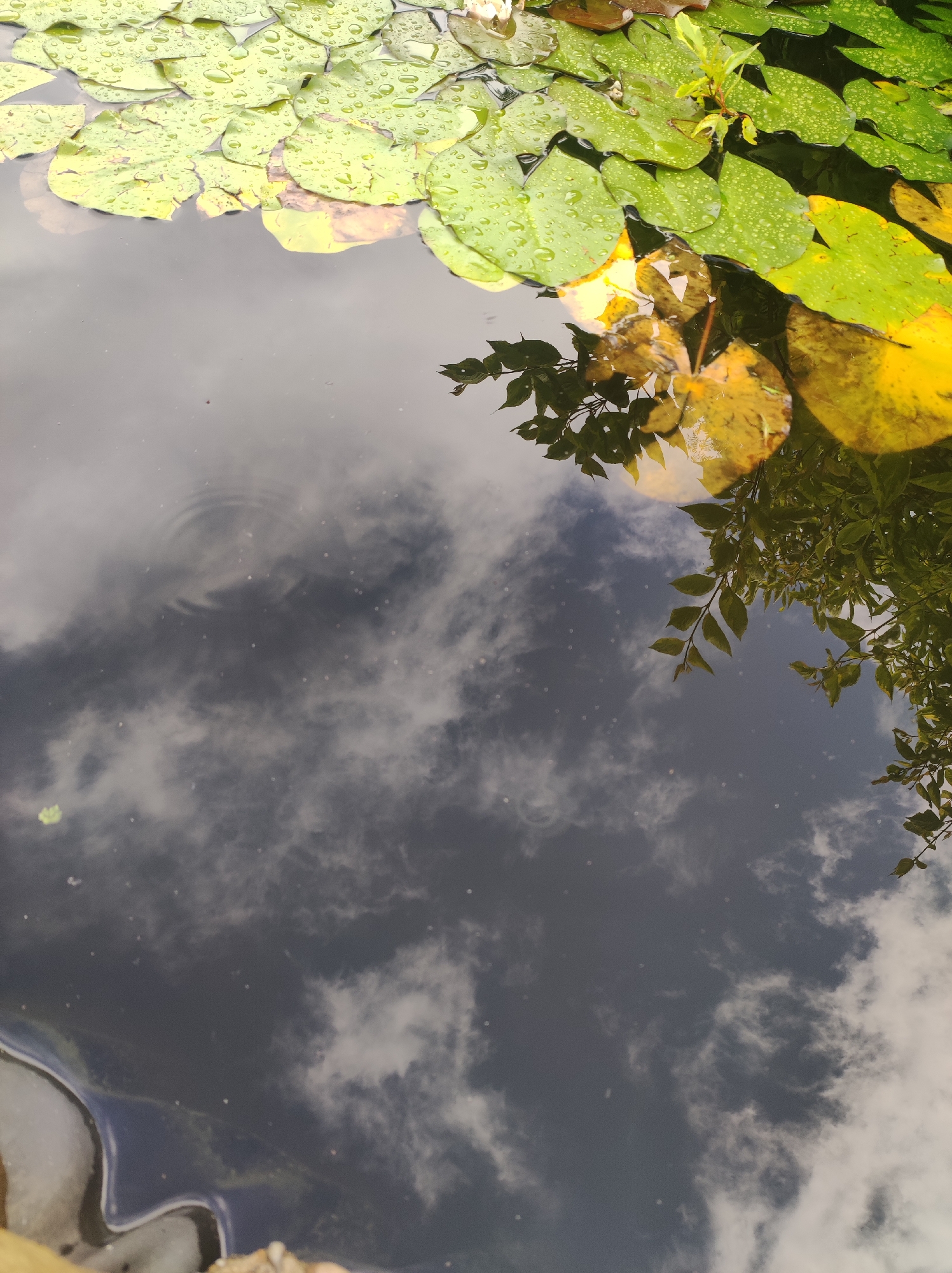 The image shows a close-up view of a body of water, possibly a pond or a quiet section of a river, with lily pads floating on the surface. The lily pads are predominantly green, with some showing yellowing edges, indicating a transition in season. Many of the lily pads are covered in water droplets, suggesting recent rain or dew. The water's surface reflects the sky, with discernible clouds creating a mottled, dark grey pattern. In the upper part of the image, the lily pads are clearly visible, and some appear to be partially submerged. The lower part of the image is dominated by the reflection of the sky and surrounding foliage, creating a mirror effect. There are no people or discernible human activity in the image. The environment appears to be natural, potentially a park or a garden setting within the city of Фоки, Russia. The scene is static and peaceful, focusing on the interplay of light, water, and vegetation.