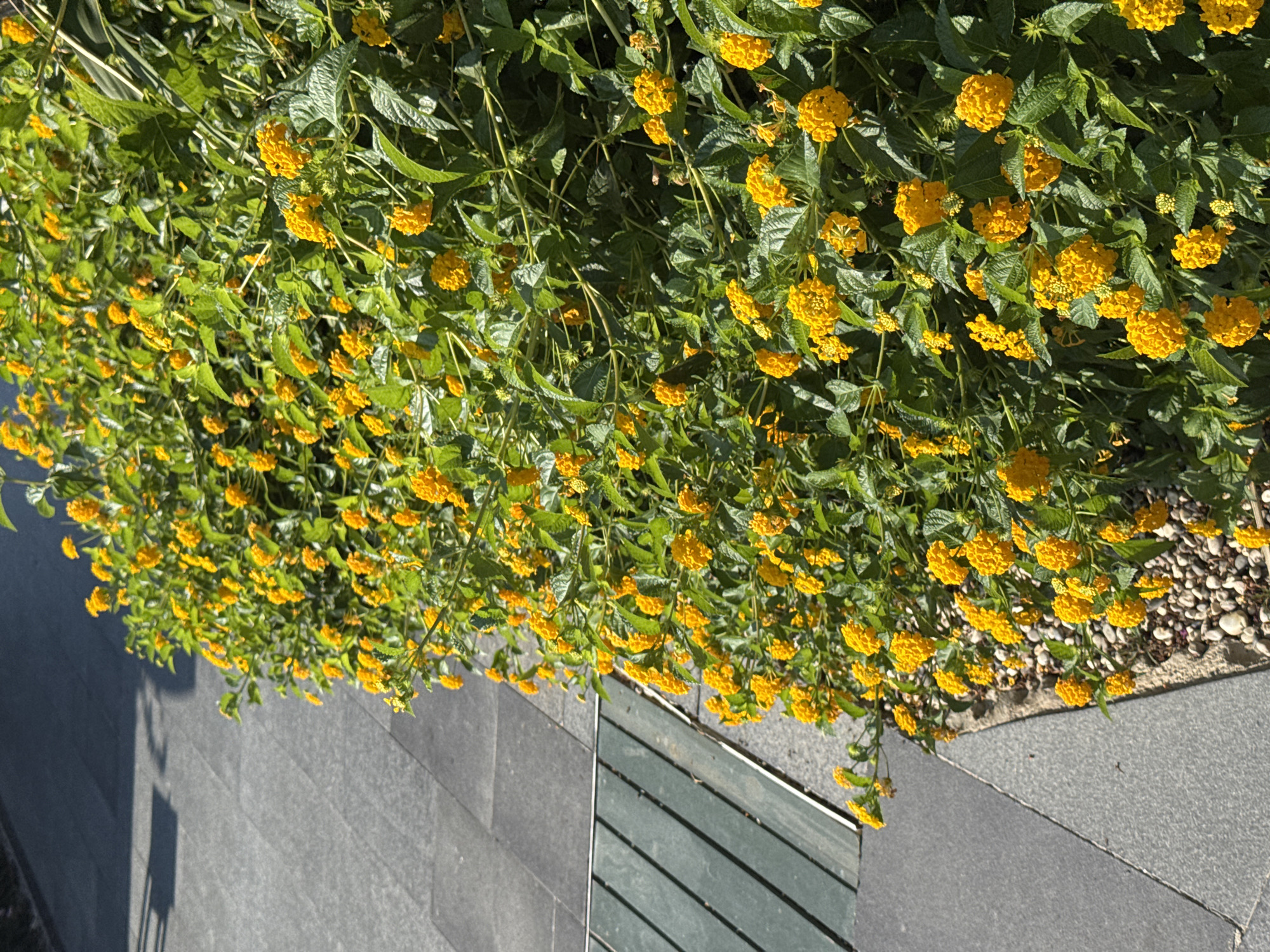 The image depicts a dense cluster of yellow lantana flowers and green foliage, bordering a pathway of grey paving stones and a section of dark green wooden planks. The scene appears to be outdoors, under bright sunlight which casts shadows on the path. There are no people or animals visible in the image. The overall impression is one of an urban or semi-urban environment, likely a park or a walkway with landscaping. The location in the city of Aksu, Turkey is not explicitly indicated within the visual information of the image.