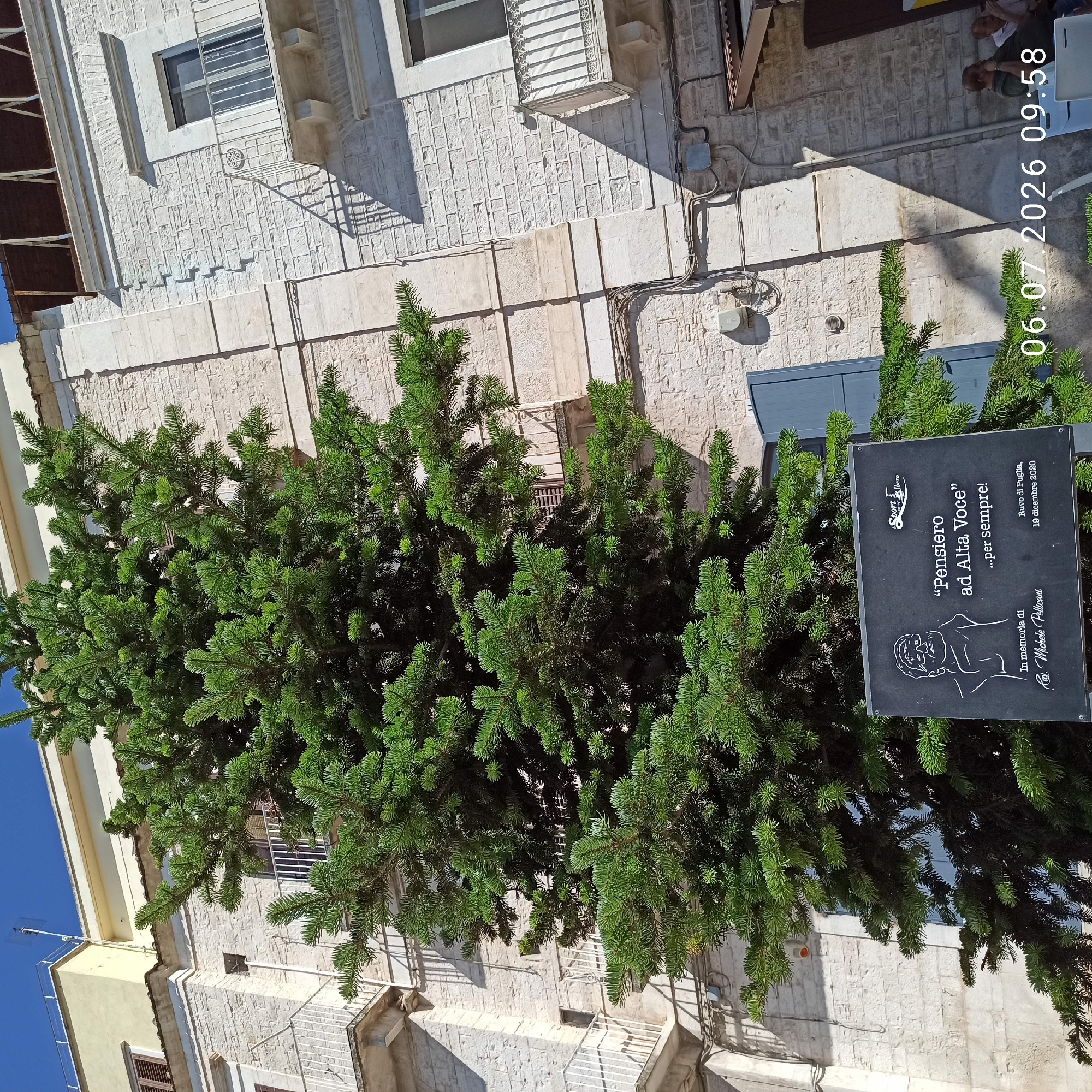 The image shows a tall evergreen tree in front of a light-colored stone building with multiple balconies. In the lower foreground, a black plaque is visible, featuring a sketch of a person, text in Italian, and a date. The text on the plaque reads "Pensiero ad Alta Voce...per sempre!" and "In memoria di Cav. Michele Pellicani". It also indicates "Ruvo di Puglia, 19 dicembre 2020". To the right of the plaque, a timestamp "06.07.2026 09:58" is overlaid on the image. A small group of people are visible in the lower right portion of the image, sitting at an outdoor table. The sky is clear and blue. The building appears to be in an urban setting, consistent with the specified location of Ruvo di Puglia, Italy.