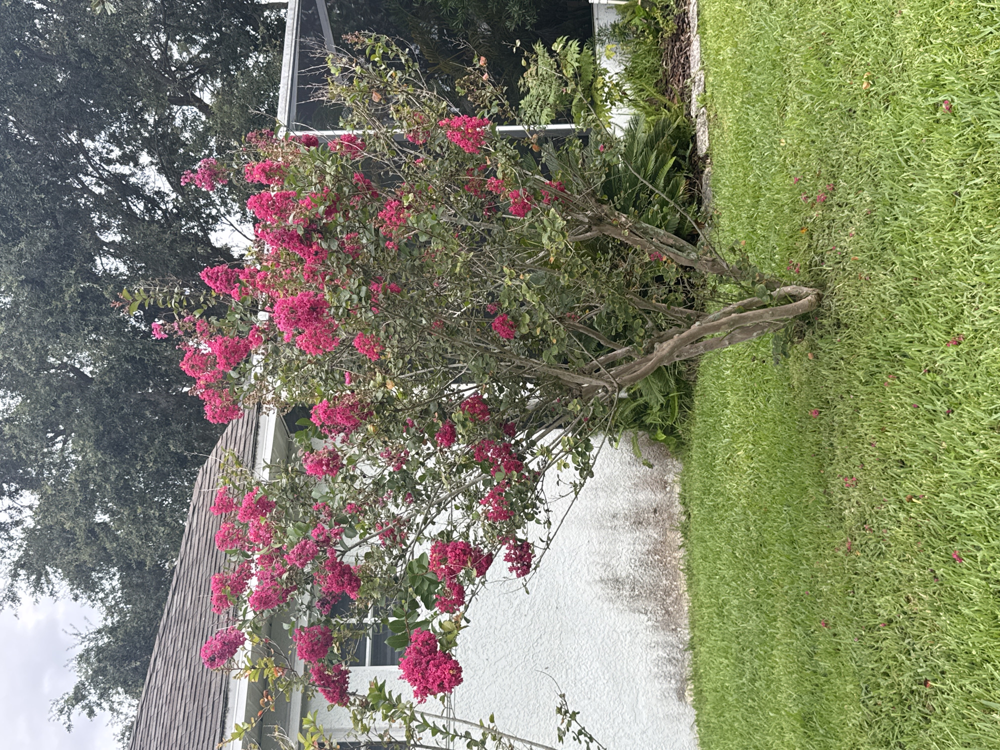 A vibrant pink crape myrtle tree, in full bloom, stands in a suburban yard in Viera, Florida. The tree's branches are laden with clusters of brightly colored flowers, contrasting with the lush green grass of the lawn. Behind the tree, a portion of a white house with a gray shingled roof is visible, along with the edge of a screened-in patio. The sky above is overcast with gray clouds. Scattered across the lawn are a few fallen pink petals from the crape myrtle. The scene suggests a typical residential outdoor setting in a warm climate.