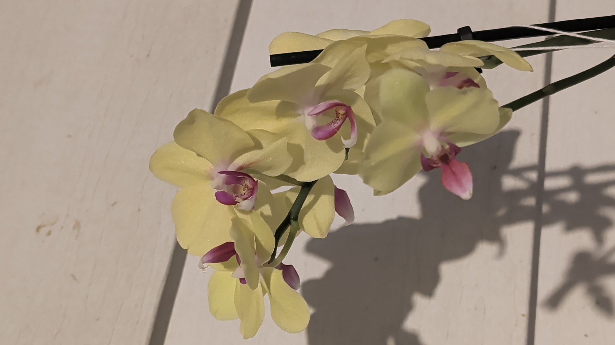 A close-up, vertical shot showcases a delicate branch of light yellow orchids with splashes of magenta at their centers, set against a light-colored, textured wall. The orchids, with their translucent petals, droop slightly, casting a soft shadow to the left of the frame. The background appears to be a wall with horizontal wooden paneling. The image shows no people or recognizable landmarks of London, Ontario, Canada.