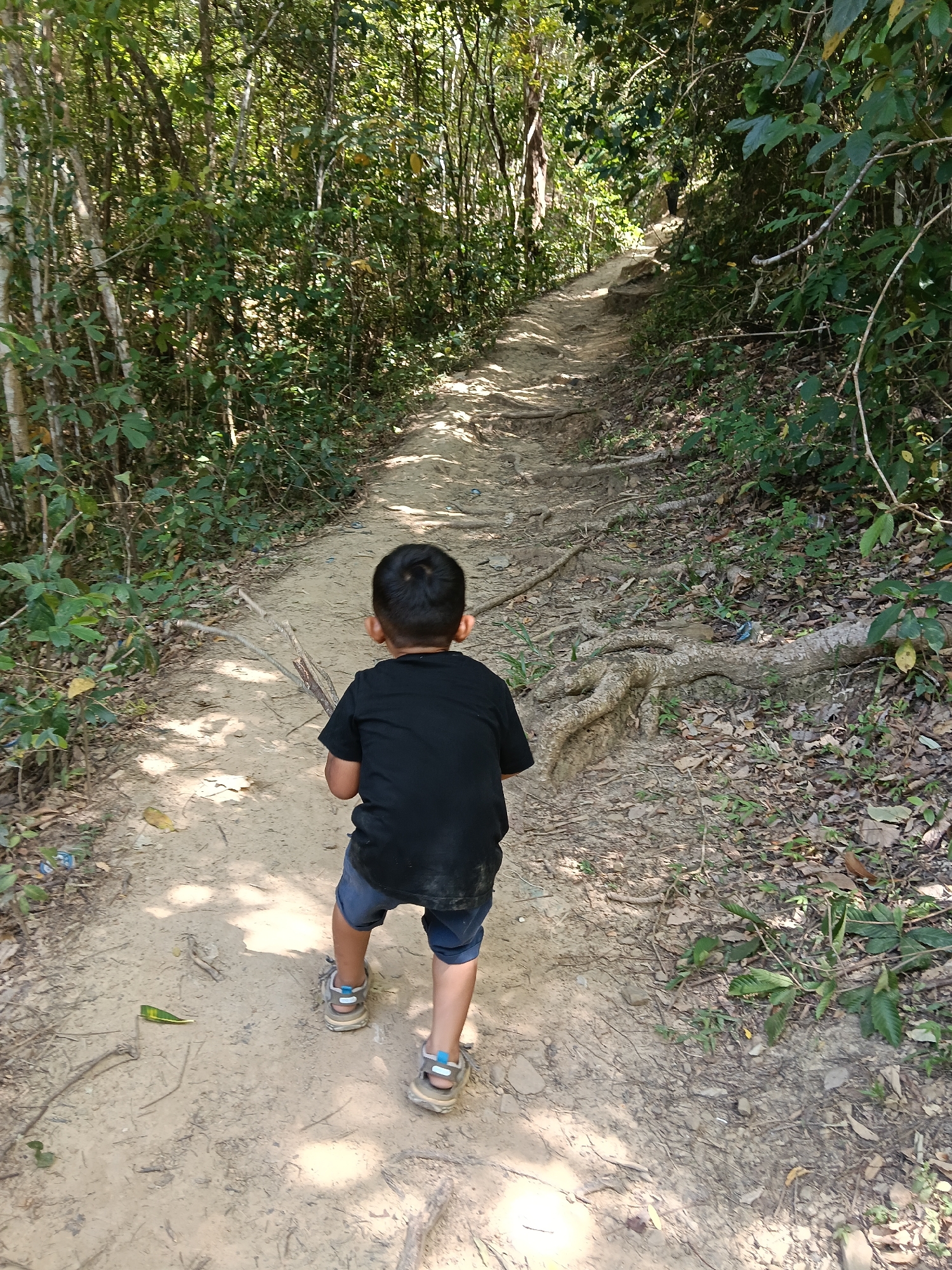 A young boy, seen from behind, walks up a dirt path in a wooded area. He is wearing a black t-shirt and blue shorts, with tan sandals. The path is uneven and appears to be a hiking trail, with tree roots exposed in places. Dense green foliage lines both sides of the path, and sunlight filters through the trees, casting shadows on the ground. The scene depicts an outdoor activity in a natural environment.
