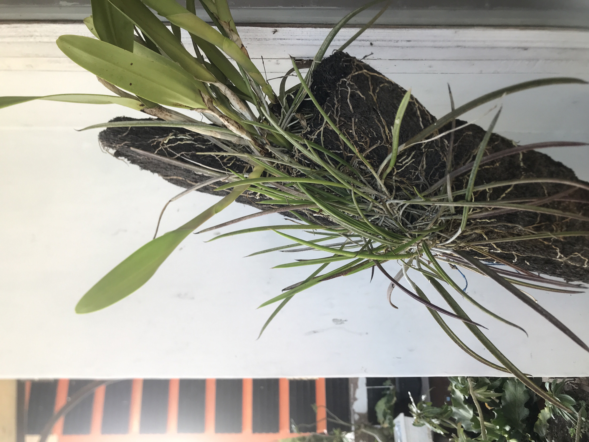 The image shows a mounted orchid with green and purplish leaves and exposed roots attached to a dark, possibly cork or tree fern, mount. The mount is resting on a white surface. In the background, a window and other plants are visible. There is no information that can be used to indicate the location in the city of Lhokseumawe, Indonesia.