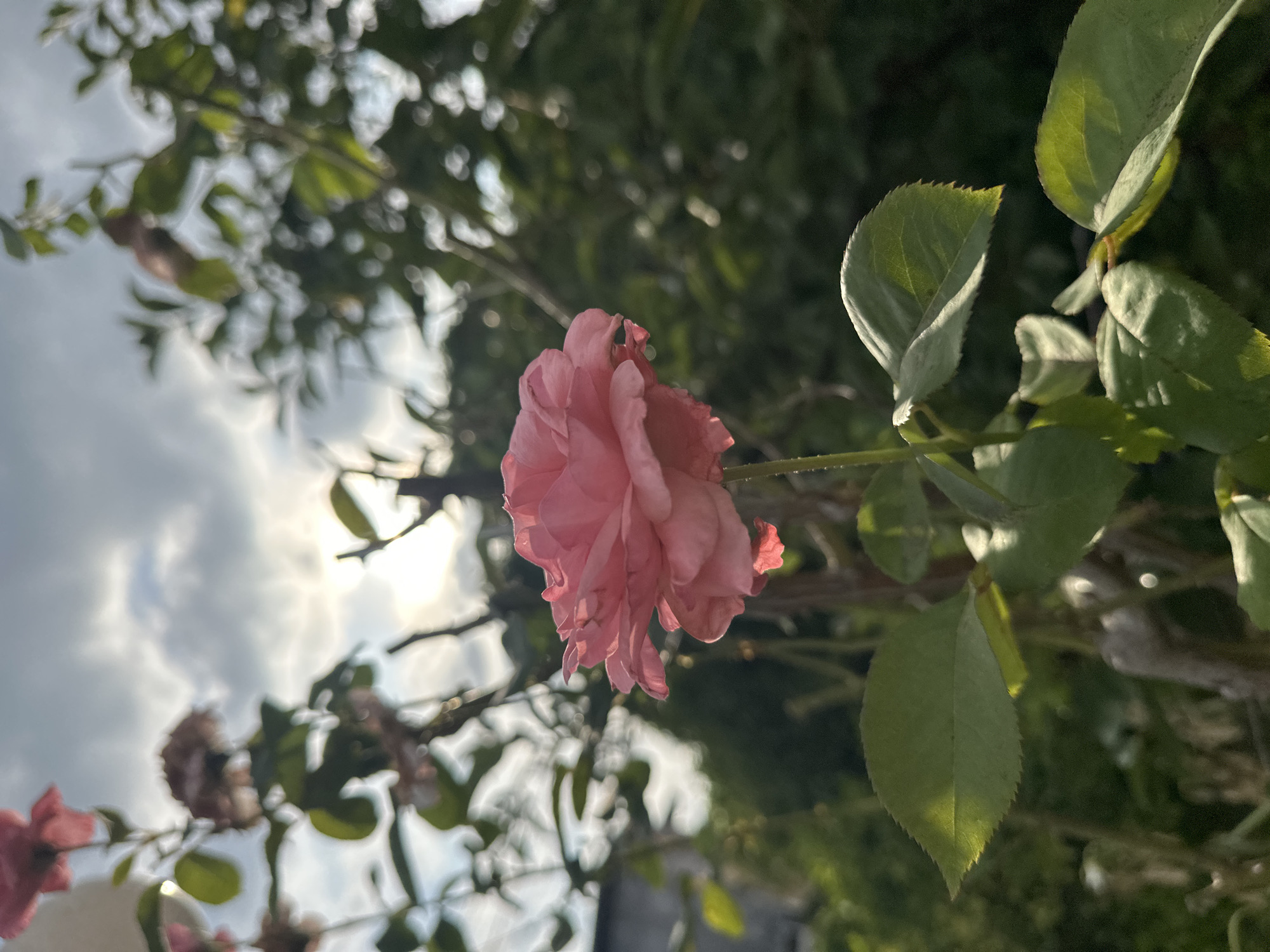 A close-up, low-angle outdoor shot shows a single pink rose in soft focus, blooming in the foreground. The rose is positioned slightly to the left of center, with its petals unfurling outwards. Its stem and a few green leaves are visible below, also slightly out of focus. In the background, the sky is visible with scattered clouds and the sun peeking through, casting a warm glow. Out-of-focus greenery, likely from other plants or trees, fills the rest of the background. The overall impression is of a serene, natural setting. The location in Sochi, Russia is not indicated in the image.