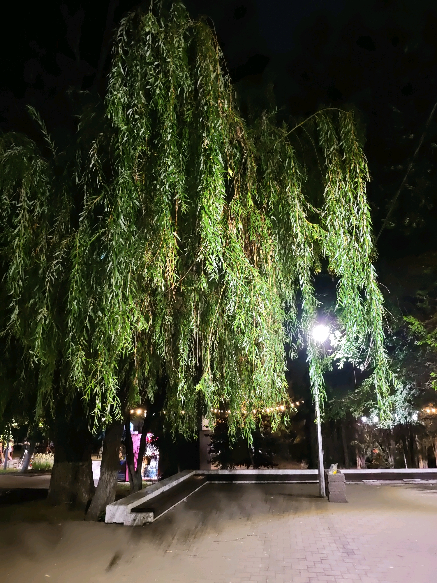The image depicts a weeping willow tree at night in an urban park setting, likely located in Rostov-on-Don, Russia. The tree's long, drooping branches are illuminated by a nearby street lamp, casting a greenish glow on its leaves. The ground in front of the tree is paved with light-colored bricks and appears wet, possibly from recent rain. A concrete planter box with a ramp-like structure is visible near the tree. In the background, string lights are visible, suggesting the park may be decorated or have some form of evening entertainment. The overall atmosphere is serene and slightly mysterious due to the nighttime lighting. No people are visible in the frame.