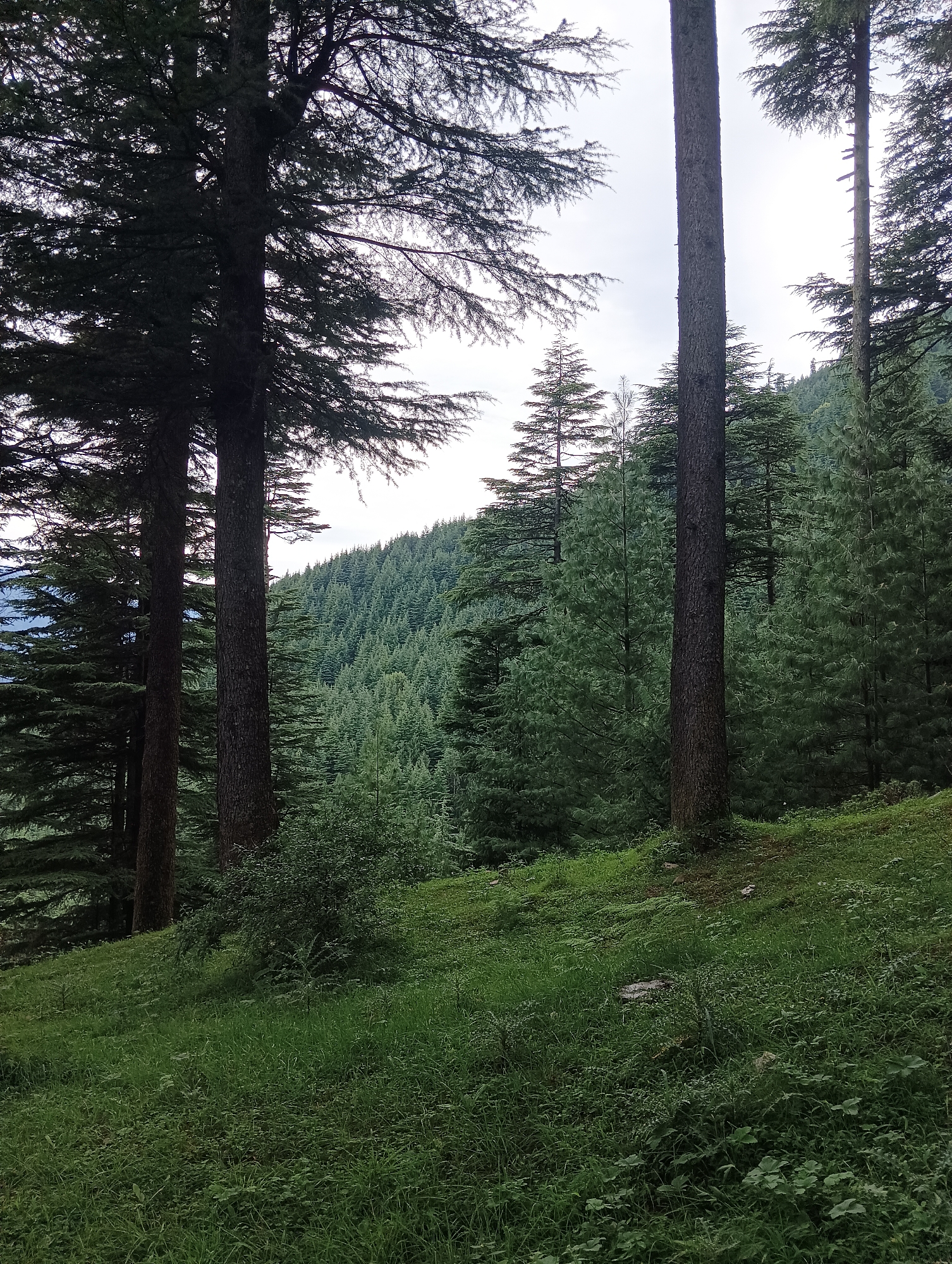 A vertical, medium-shot photograph depicts a lush, dense forest scene in Chhyal, India. The foreground is dominated by a grassy slope covered in vibrant green grass and various low-lying plants. Two tall, dark-barked evergreen trees stand prominently in the mid-ground, their branches extending upwards towards a lightly overcast sky. Behind them, the forest floor gives way to a steep hillside carpeted with a multitude of evergreen trees, forming a dense canopy that stretches into the distance. The trees are predominantly conical in shape, characteristic of pine or cedar species common in mountainous regions. The lighting suggests it is daytime, with diffuse light filtering through the tree cover. No people or animals are visible in the frame. The overall impression is one of natural, untouched wilderness.