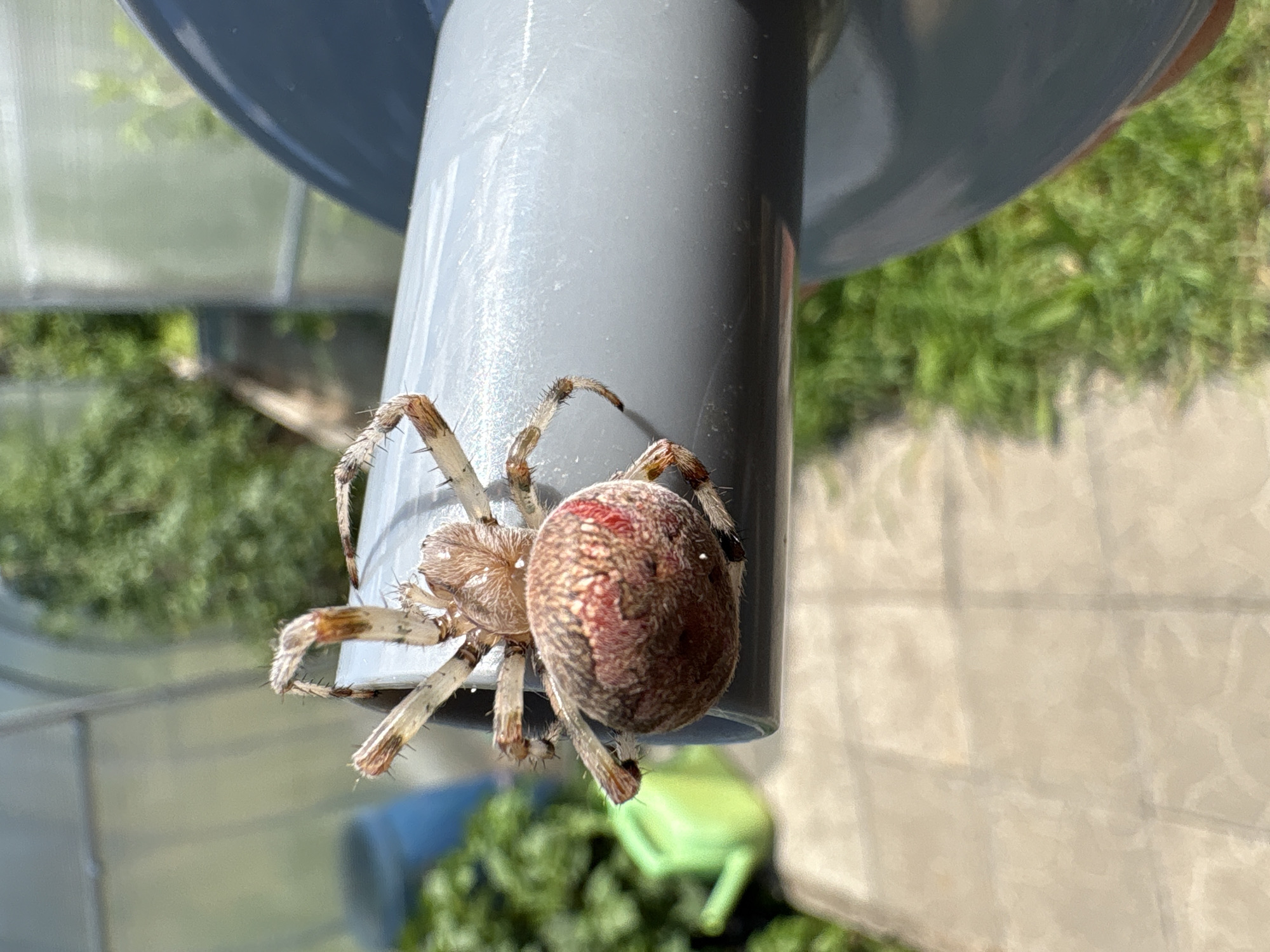 A close-up, eye-level outdoor shot features a spider on a grey cylindrical object. The spider, a likely orb-weaver due to its round abdomen and hairy legs, is positioned horizontally on the cylinder. Its abdomen is bulbous and mottled brown and red, with a distinct red marking. The cephalothorax is lighter brown, and its eight legs are hairy and segmented, with darker tips. The spider's body is in sharp focus, while the background is blurred. Visible in the background, from left to right, are a green watering can, foliage, a portion of a greenhouse structure, and a path or patio. The lighting suggests a sunny day. The exact location within Ветлужский, Russia, is not determinable from the image.
