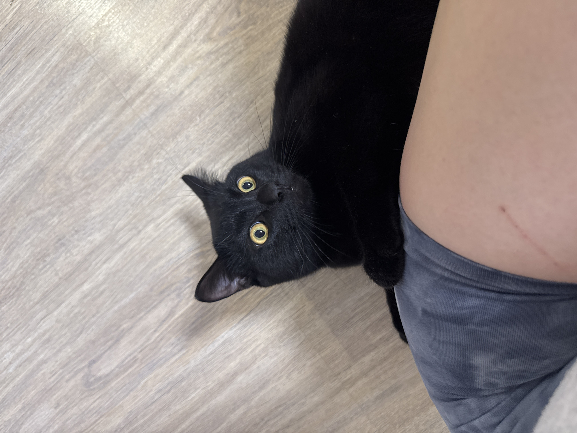 A black cat with yellow eyes is lying on a light brown wood-patterned floor. The cat's head is tilted towards the viewer. To the right of the cat is a person's leg, clad in gray ribbed pants. The location is not specified in the image or accompanying information.
