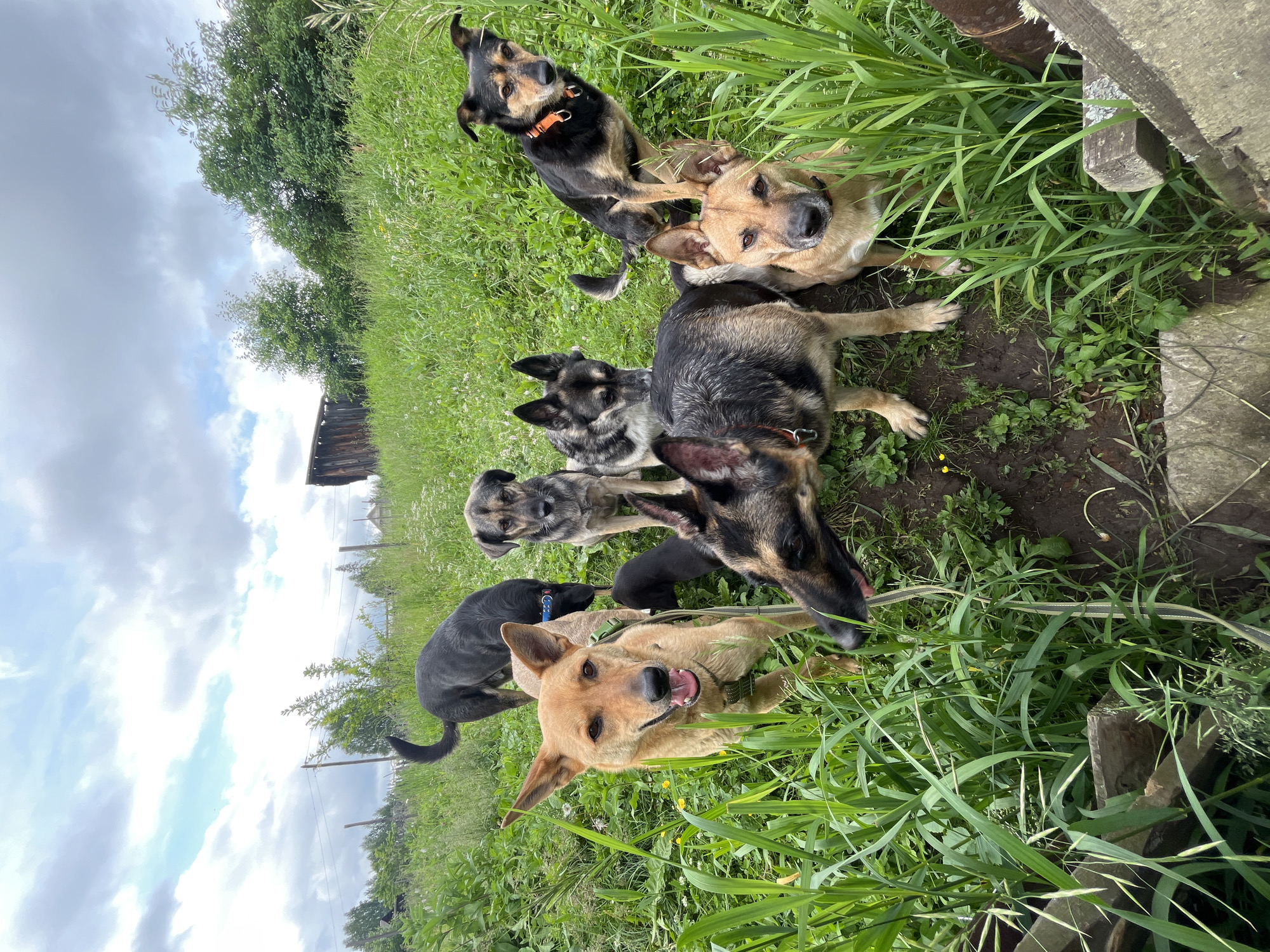 A group of seven dogs is gathered in a grassy, outdoor area with a wooden structure and trees in the background, under a partly cloudy sky. The dogs, of varying breeds and colors, are in the foreground and mid-ground, some looking towards the camera, others interacting with each other or exploring their surroundings. The environment appears to be a rural or semi-rural setting. The location is specified as Nizhny Tagil, Russia.