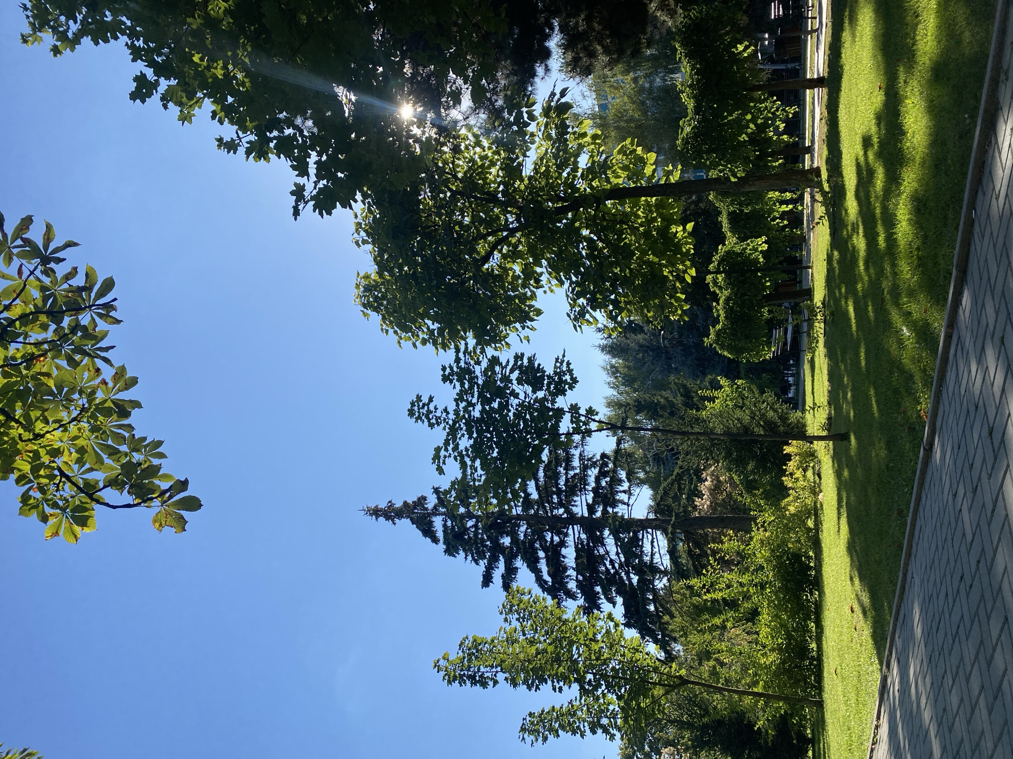 The image depicts a park scene on a sunny day. In the foreground, a paved pathway is visible, bordered by a well-maintained lawn. Several trees of varying species and sizes are scattered throughout the park, with some casting dappled shadows on the grass. The trees in the midground appear to be selectively pruned, creating a distinct, rounded canopy shape. In the background, a dense line of coniferous trees and other foliage forms a natural backdrop, with a building partially visible behind them. The sky is a clear, bright blue, with sunlight filtering through the leaves of the trees, creating lens flares. The scene conveys a sense of tranquility and natural beauty within an urban setting. This park is likely located in Chișinău, Moldova, given the context provided.