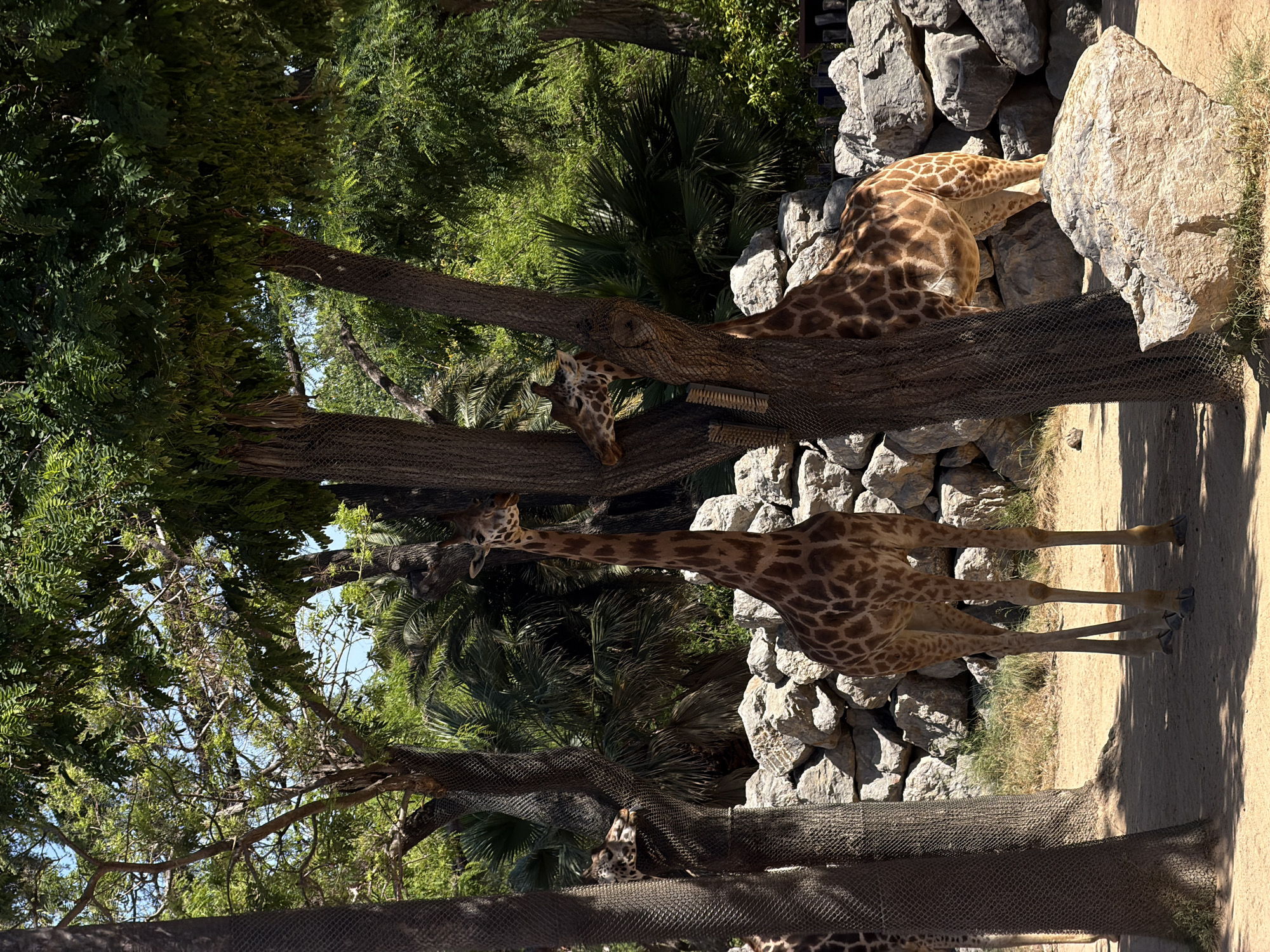 The image depicts a giraffe enclosure in Barcelona, Spain. Two giraffes are visible. One is standing tall, and the other is resting its head on a rock formation. The enclosure is surrounded by trees and a fence. Rocks are present in the background.