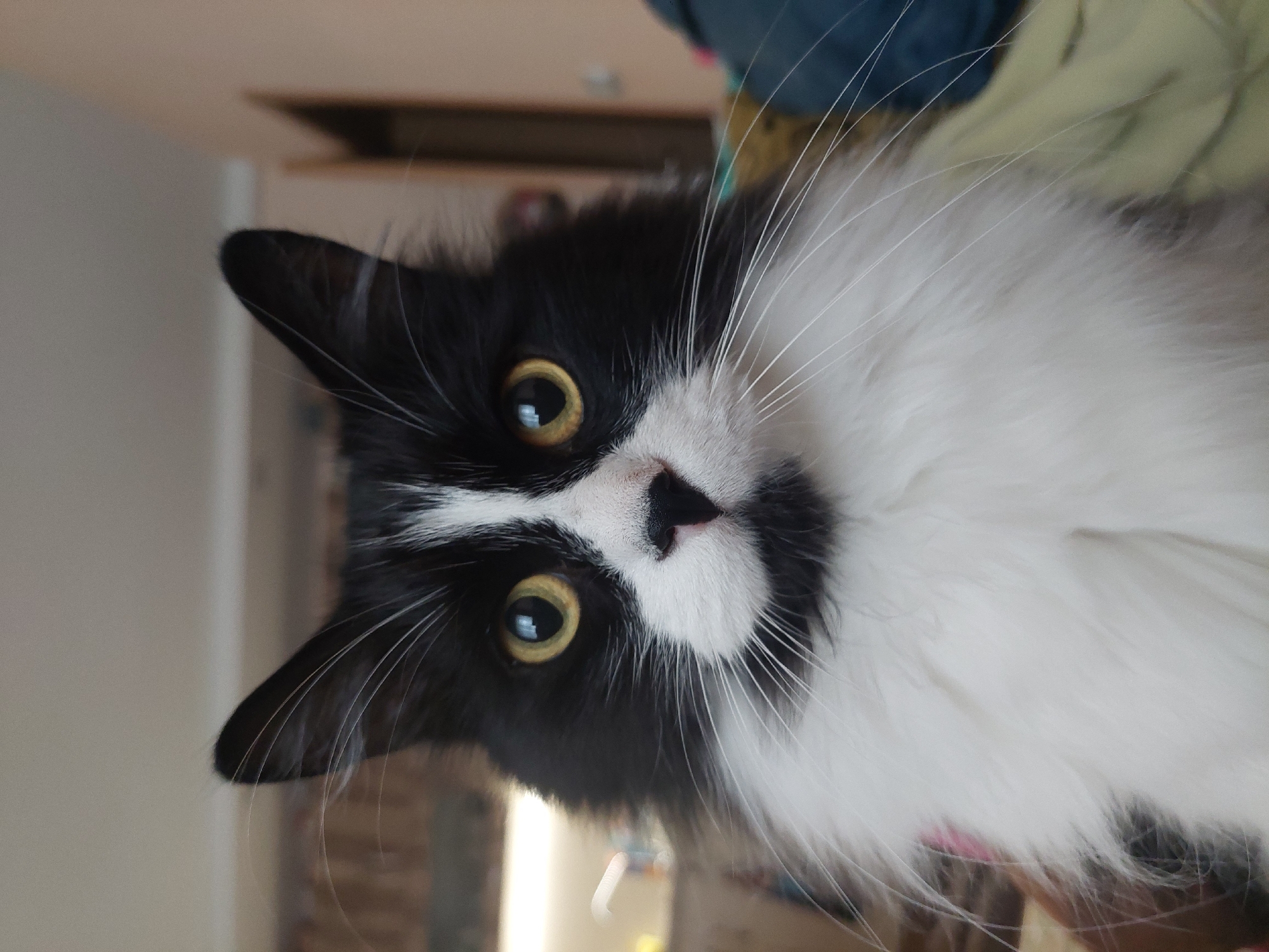 A close-up, slightly off-center image features a black and white cat with yellow eyes. The cat's face is turned towards the camera, with a white patch on its nose. The cat's fur appears soft and long.
Location: Undetermined in Plovdiv, Bulgaria.