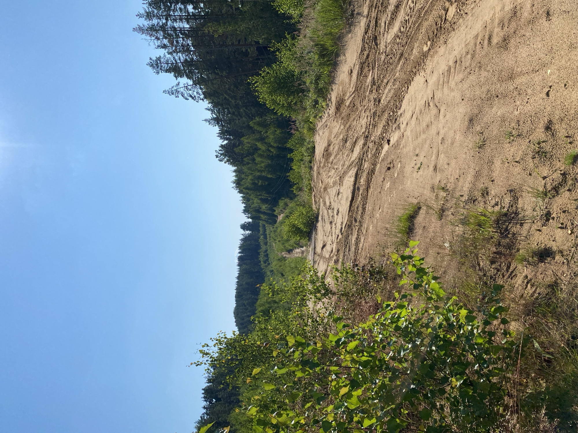 The image shows a sandy dirt road winding through a forest clearing. The sky is clear blue with a faint sun glare in the upper right quadrant. The road is rutted with tire tracks, indicating recent vehicle use. On either side of the road, there are patches of dry grass and some scrubby bushes. In the background, a dense forest of pine and deciduous trees lines the horizon. The overall environment suggests a rural or undeveloped area, possibly a logging or recreational path in a wooded region near Voeikovo, Russia. There are no people or animals visible in the image.