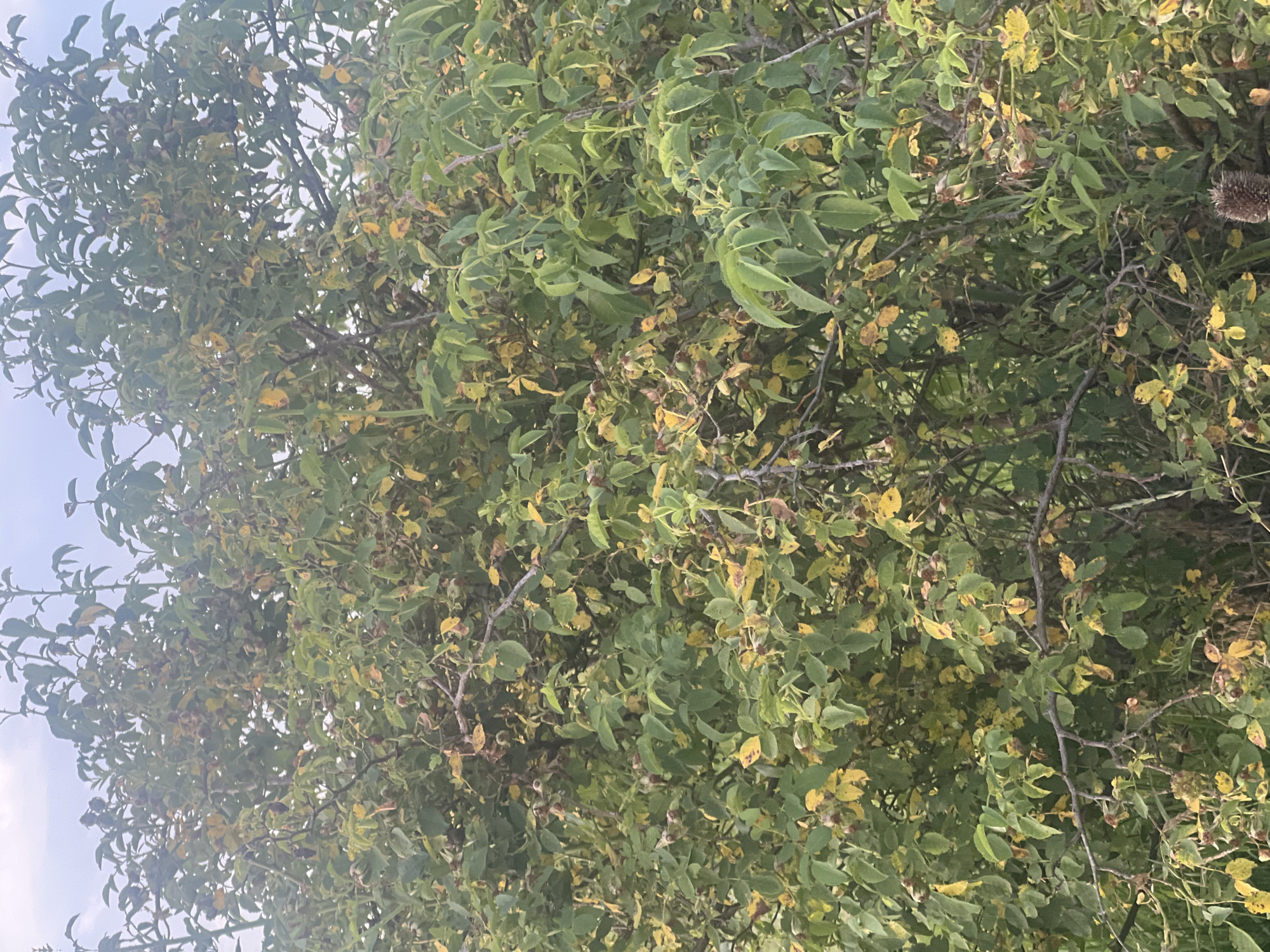 The image shows a close-up view of a dense bush with green and yellowing leaves. The bush has many branches, some of which are thorny. There are small, round, reddish-brown fruits or seed pods visible amongst the leaves. The background is a pale sky, suggesting an outdoor setting. The scene appears to be natural and uncultivated. The location is identified as Bârnova, Romania. There are no people or animals in the image. The overall impression is one of overgrowth and the transition of seasons, likely late summer or early autumn, given the yellowing leaves.