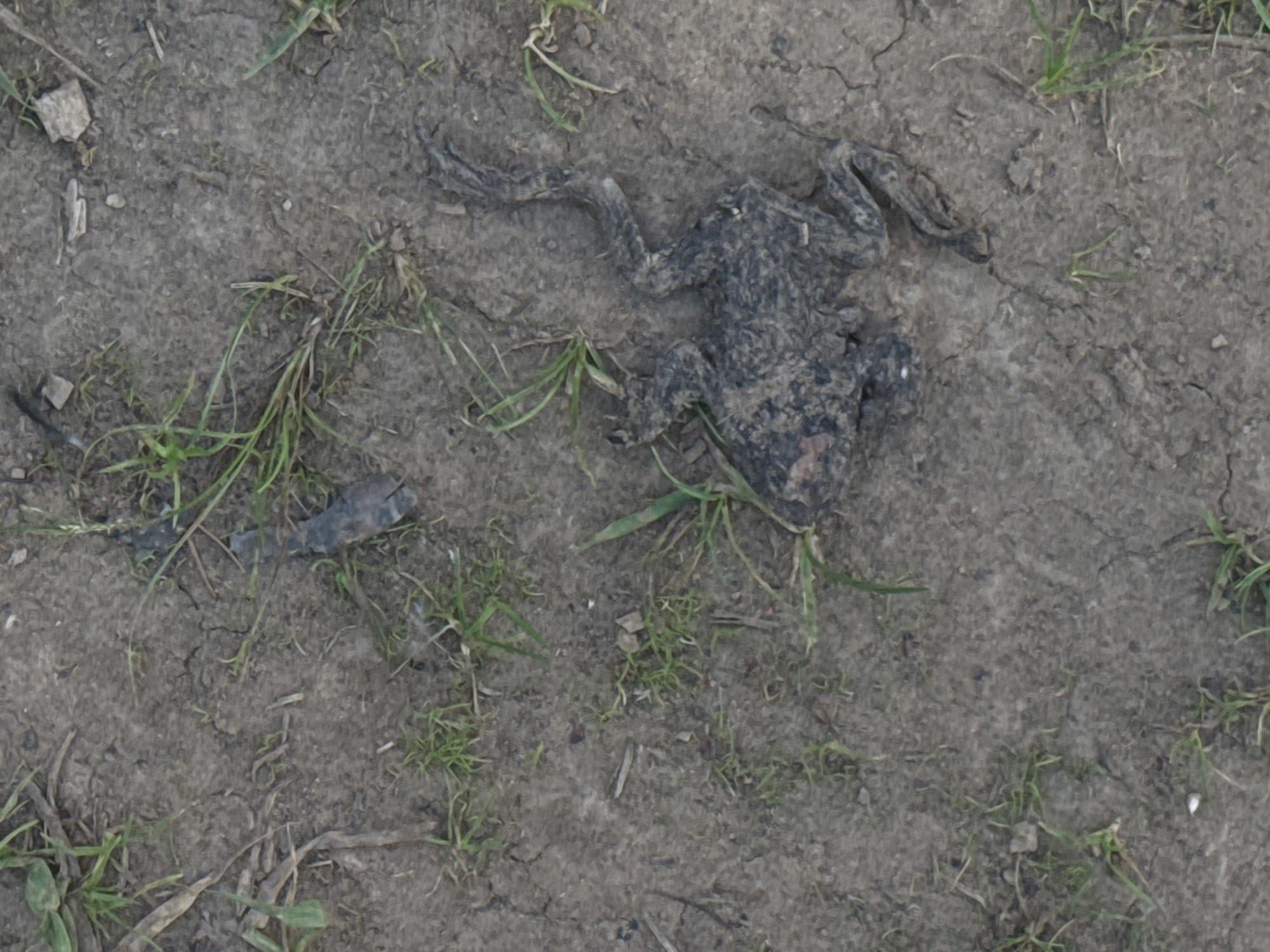 A dead frog lies on cracked, dry dirt with sparse green grass. The frog is dark gray and appears desiccated, with its limbs splayed out. The surrounding ground is dry and dusty, with several small rocks and debris scattered throughout. The image does not depict the city of Вассята, Russia.