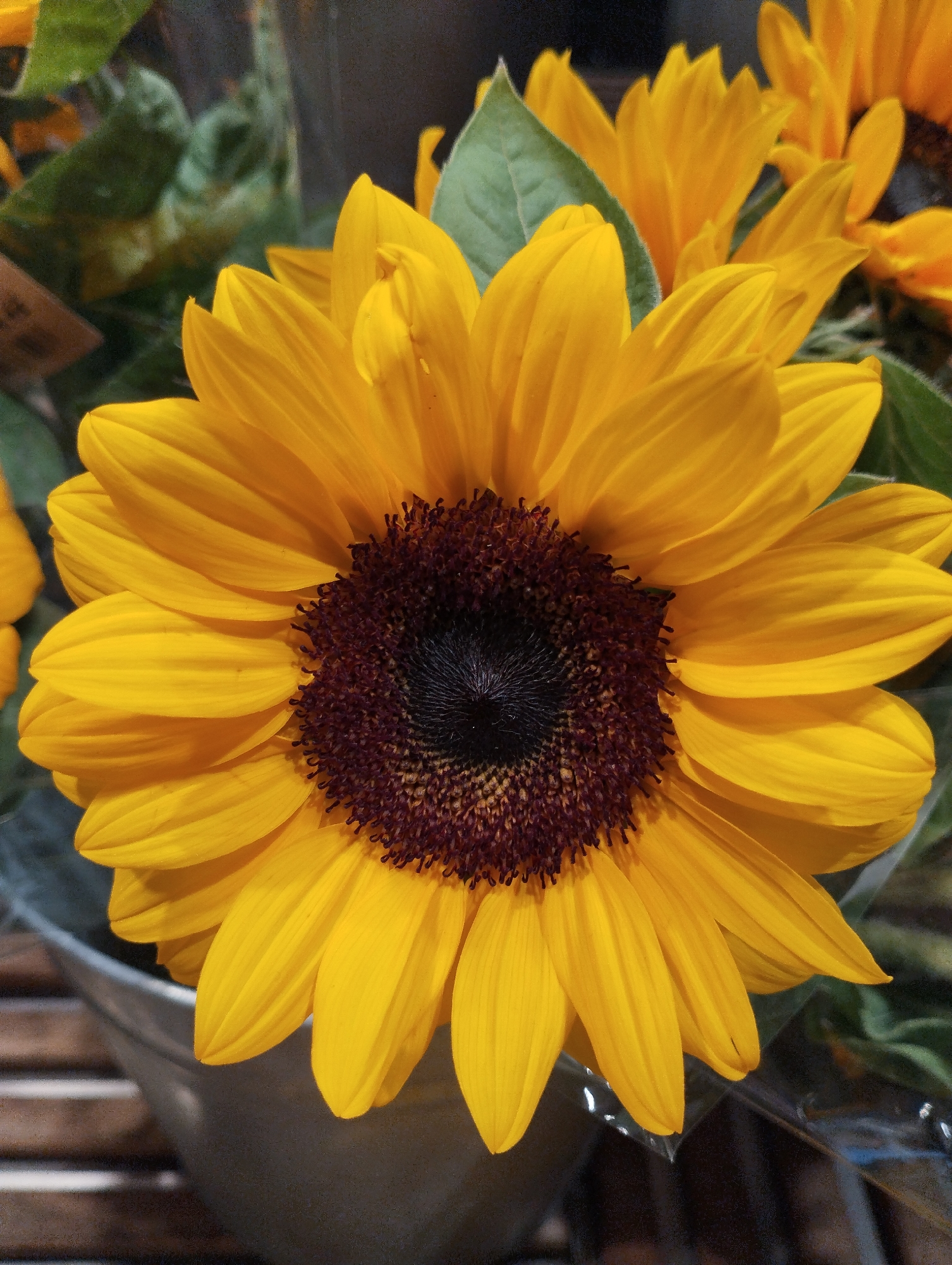A close-up, eye-level shot showcases a large, bright yellow sunflower in full bloom. The sunflower's dark brown, textured center is prominent, surrounded by numerous elongated, vibrant yellow petals. The petals are layered and slightly curled, creating a sense of depth and movement. In the background, out-of-focus green leaves and other yellow sunflower blooms are visible, suggesting a cluster of these flowers. Part of a silver pot and a dark, blurry surface, possibly a table or counter, are also present in the foreground and lower part of the image. The lighting is natural and highlights the rich colors of the sunflower. The image does not contain any specific details that would allow for the identification of its location in Biasca, Switzerland.