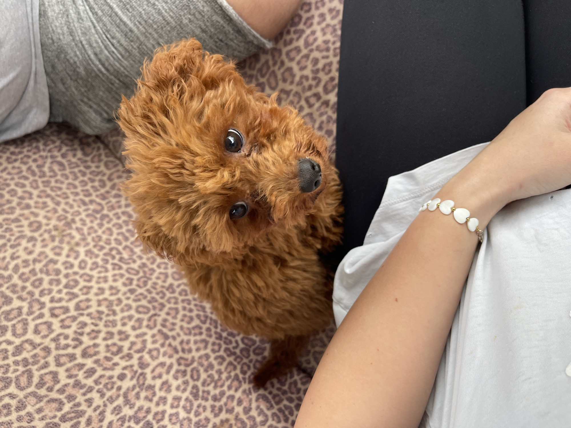 The image shows a brown poodle dog looking up at the camera, positioned on a brown and tan animal print blanket, with parts of two people visible on either side of the dog. On the left side of the frame, a person is wearing a gray shirt. On the right side, a person is wearing a white shirt and has a bracelet of white heart-shaped beads on their left wrist. The location is not discernible from the image.