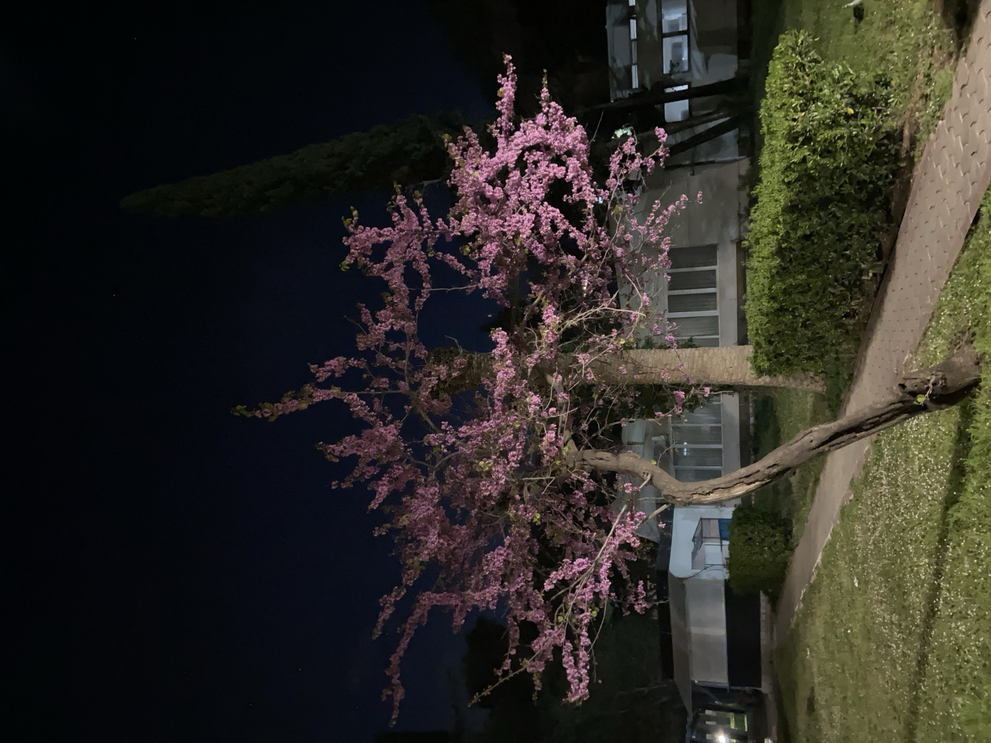 Here's a detailed description of the image:
**Overall Scene:** The image captures a night scene outdoors, likely in a residential area.
**Subjects and Objects:**
* **Tree:** A prominent tree with vibrant pink blossoms dominates the center of the image. Its branches are bare of leaves, emphasizing the profusion of flowers.
* **Building:** A multi-story building is visible in the background. Its windows are lit, suggesting it is inhabited.
* **Vegetation:** Green bushes and grass surround the base of the tree and line the pathway.
* **Pavement:** A paved path runs parallel to the building and alongside the grassy area.
* **Sky:** The night sky is a deep, dark blue.
**Environment:** The lighting suggests it is nighttime, with artificial light illuminating the building and part of the tree. The setting appears to be urban or suburban, given the presence of a building, pavement, and manicured vegetation.
**Location:** Based on the image, I am unable to infer the location with certainty as being the city of Budva, Montenegro.