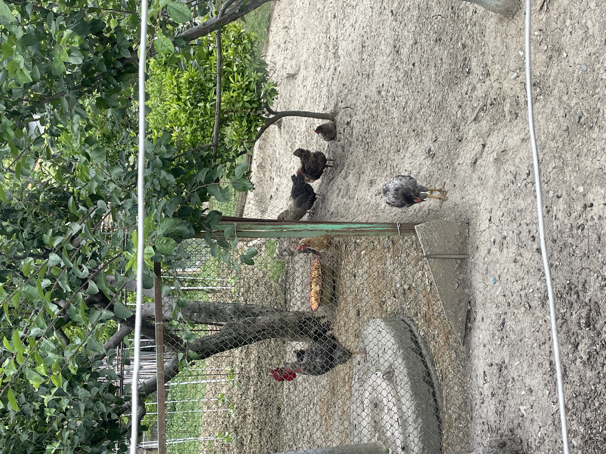 The image depicts an outdoor enclosure with several chickens. The ground is covered in dry, dusty soil and small stones. A chain-link fence surrounds the area, with some areas showing a rusty metal frame. Trees with lush green foliage are visible in the background and overhead, providing shade.
In the foreground, a grey and black speckled chicken with yellow legs stands facing away from the camera. Further into the enclosure, near a concrete circular object, a grey rooster with a red comb and wattles stands prominently. To its right, a shallow bowl filled with what appears to be food is situated.
In the midground, several other chickens are present. One is a brown hen standing near the food bowl. Behind it, a group of three chickens, two dark brown and one black, are gathered. A smaller, brown chicken is resting near the base of a small tree.
The environment suggests a rural or semi-rural setting, possibly a backyard or a small farm. The presence of the fence and the food suggests a managed space for the poultry. The overall impression is that of a quiet, domestic scene. The location in Baranovka, Russia is not explicitly evident from the image itself, but is provided as context.