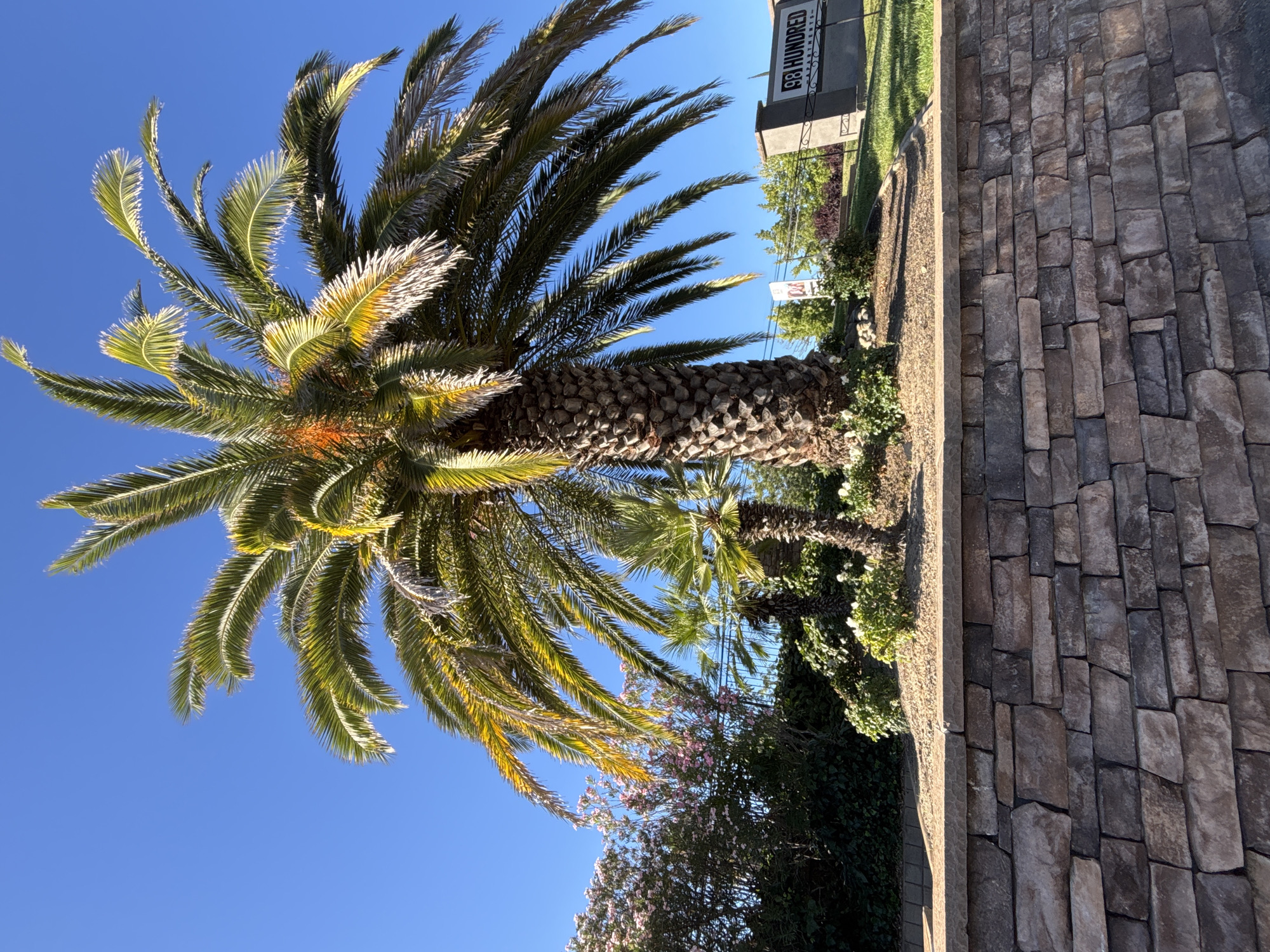 An outdoor, eye-level, medium shot captures a palm tree in the city of Fair Oaks, United States. The palm tree is in the center of the frame, its trunk rough and textured, and its fronds spread out against a clear blue sky. To the left of the palm tree, a smaller palm tree stands. In the background, a lush green bush with pink flowers is visible, as well as a sign that reads "98 HUNDRED APARTMENTS". In the foreground, a stone wall creates a boundary. The scene is illuminated by bright sunlight, casting subtle shadows.