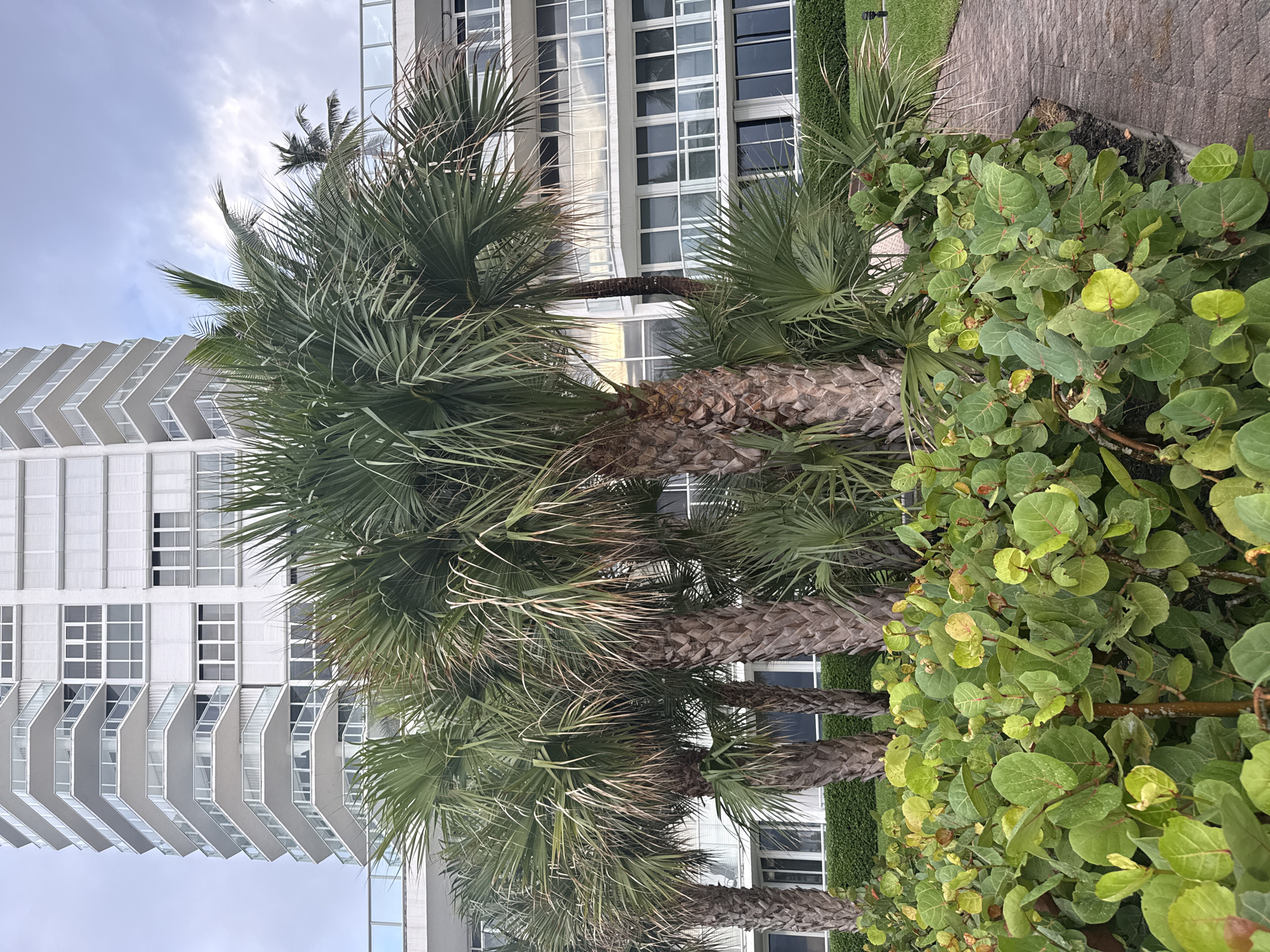 In Sunny Isles Beach, Florida, USA, a cluster of palm trees stands in the foreground, their fronds creating a dense canopy. Behind them, a modern, multi-story building with numerous balconies and large windows dominates the background. A section of a brick pathway is visible to the right, leading towards the building. The sky above is overcast with a few patches of sunlight peeking through the clouds. The scene appears to be a residential or hotel area, likely near the coast given the presence of palm trees and the architectural style of the building.