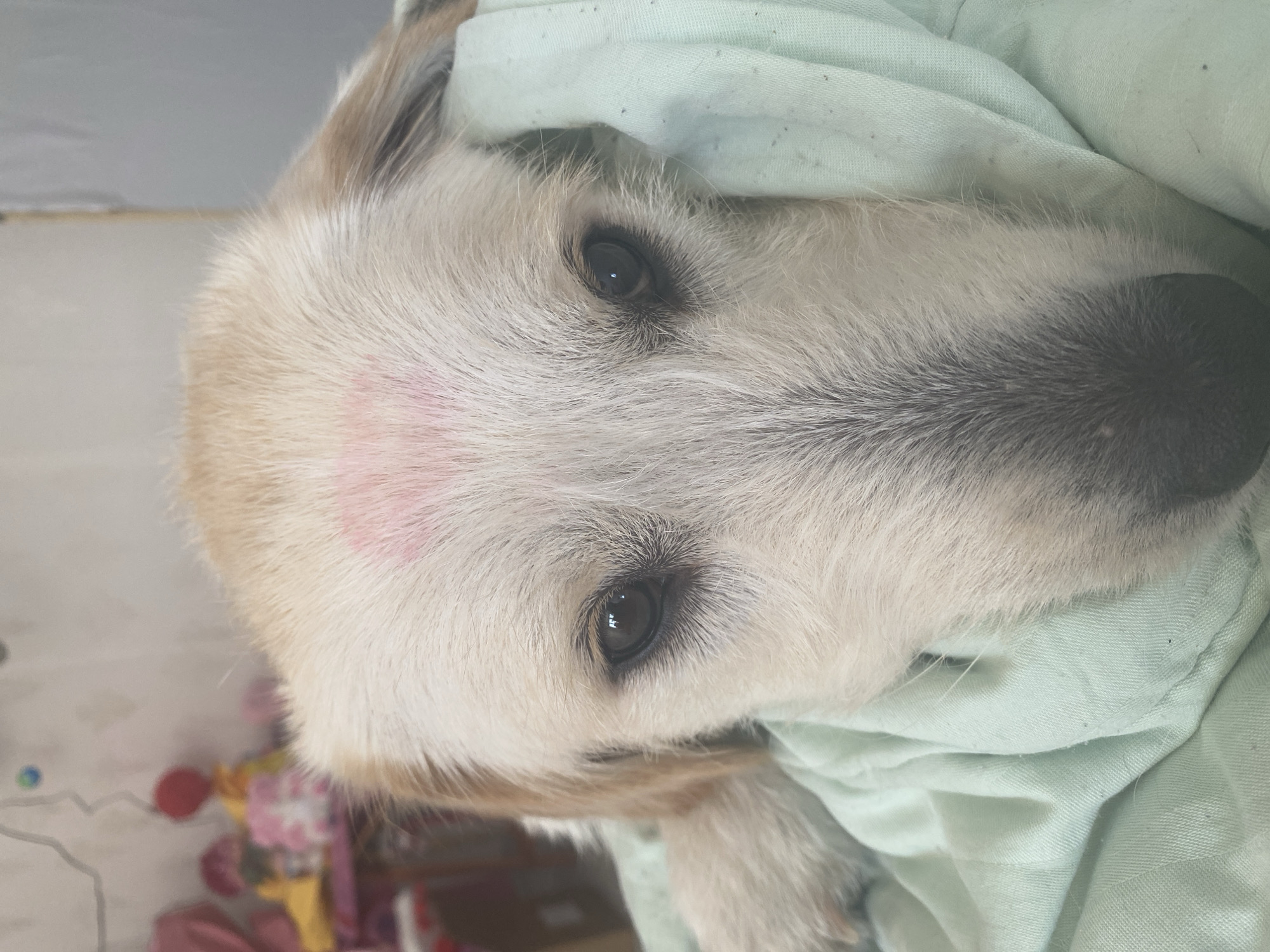 The image is a close-up, eye-level shot of a dog's face. The dog is light-colored with tan markings and has a red mark, possibly lipstick, on its forehead. It is lying down, mostly covered by a light green blanket. The background is blurred, showing some indistinct objects that suggest an indoor setting, potentially a home environment. There is no identifiable information within the image to place it specifically in Blagoevgrad, Bulgaria.