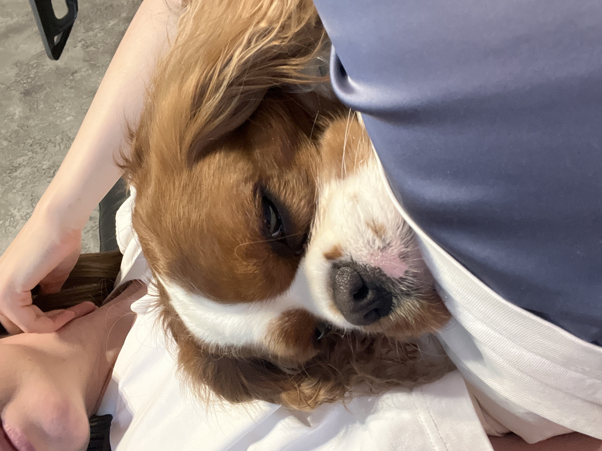 A Cavalier King Charles Spaniel rests on a white surface, possibly clothing, next to a person's arm and hand. A section of blue fabric is also visible near the dog. The location is not discernible from the image.