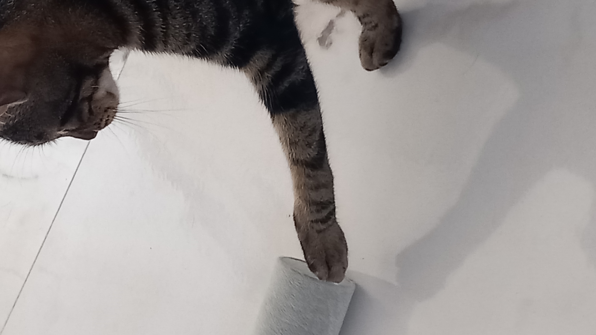 A tabby cat's paw is reaching out to touch a light blue cylindrical object on a white tiled floor. The cat's body is partially visible on the right side of the frame. The image appears to be an indoor setting. There is no indication of the cat's location being in Άγιος Νεκτάριος, Greece.