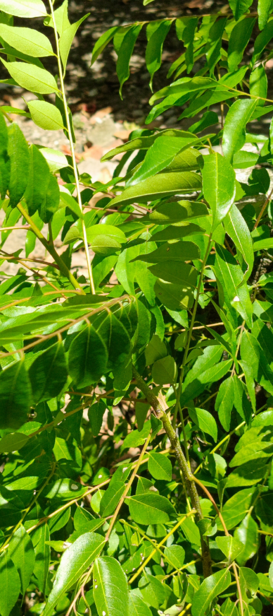 The image shows a close-up, vertical view of bright green curry leaves. The leaves are clustered on thin, light brown stems, with some stems overlapping and crisscrossing. The foliage is dense, and the sunlight creates dappled shadows across the leaves, indicating an outdoor setting. The background is blurred, but appears to be a mixture of darker shadows and lighter areas, suggesting the presence of other foliage or structures in the distance. There are no people or animals visible in the image. The setting is likely a garden or a natural area, possibly in Pashiebeutong, Indonesia, as suggested by the prompt. The overall impression is one of vibrant plant life in natural light.
