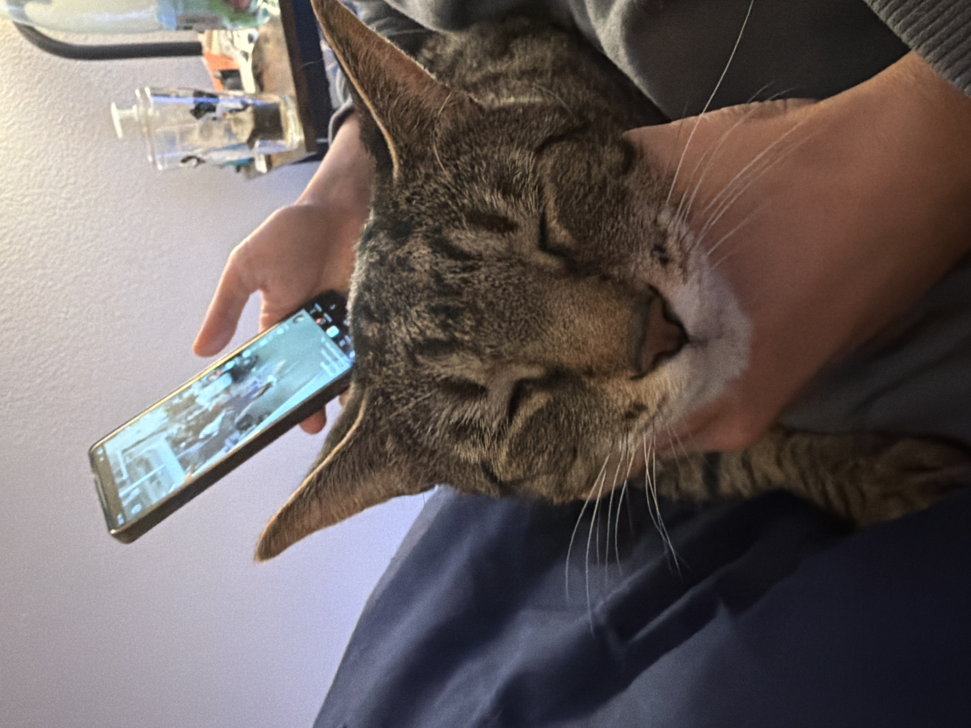 A person's hand holds a smartphone displaying a video of a crowd while simultaneously petting a tabby cat. The cat's eyes are closed, and its head is resting in the person's hand. The scene appears to be indoors, possibly in a bedroom or living room, with a wall and some blurred objects in the background. The image was taken in Portland, United States of America.