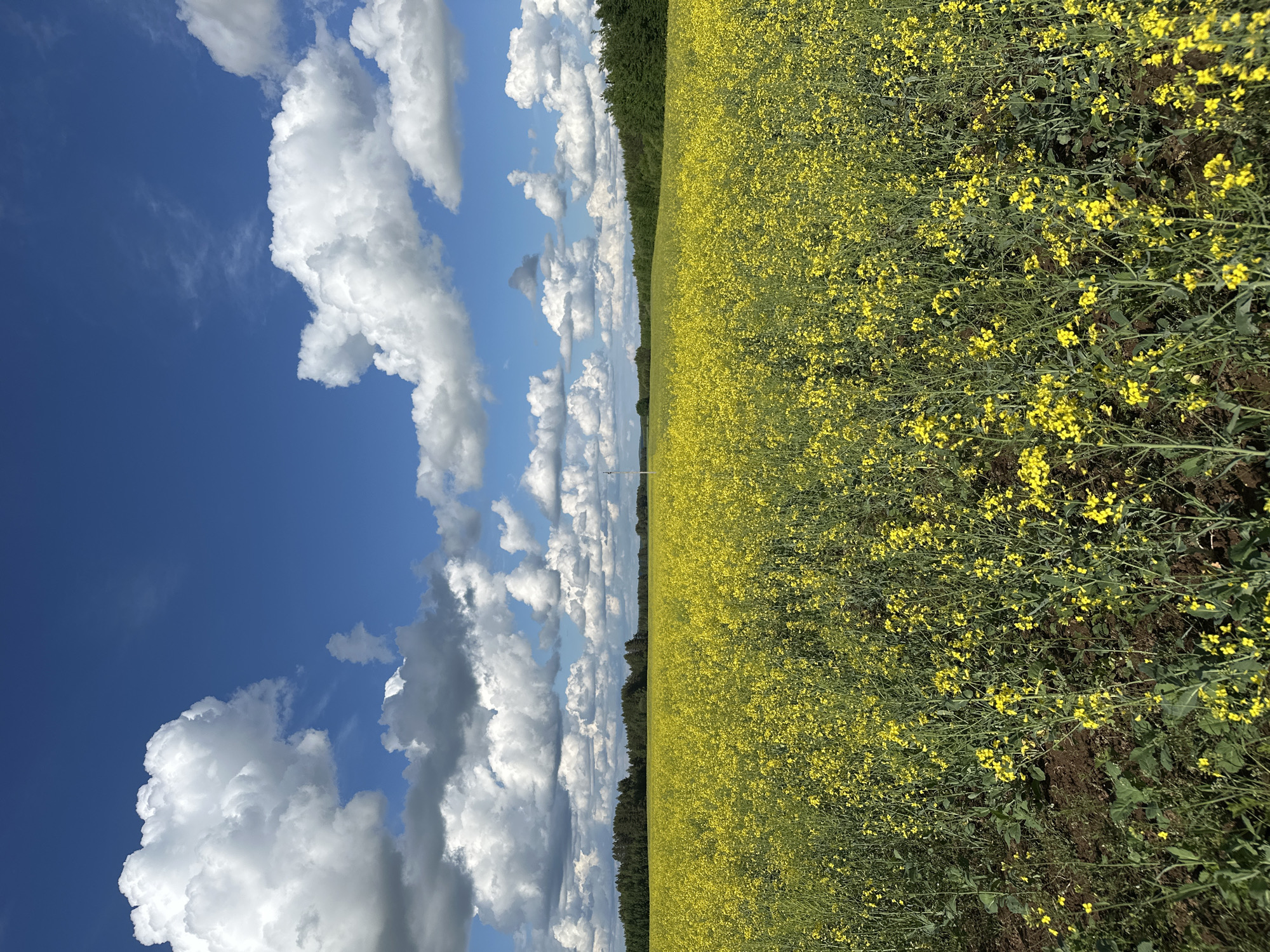 The image depicts a vibrant field of yellow flowering plants, likely rapeseed, juxtaposed against a blue sky filled with puffy white clouds. A strip of dark green trees lines the horizon between the field and the sky. The photograph was taken in Pal'niki, Russia. The camera angle suggests the photo was taken from ground level, looking out over the field. No people or other objects are discernible in the image.
