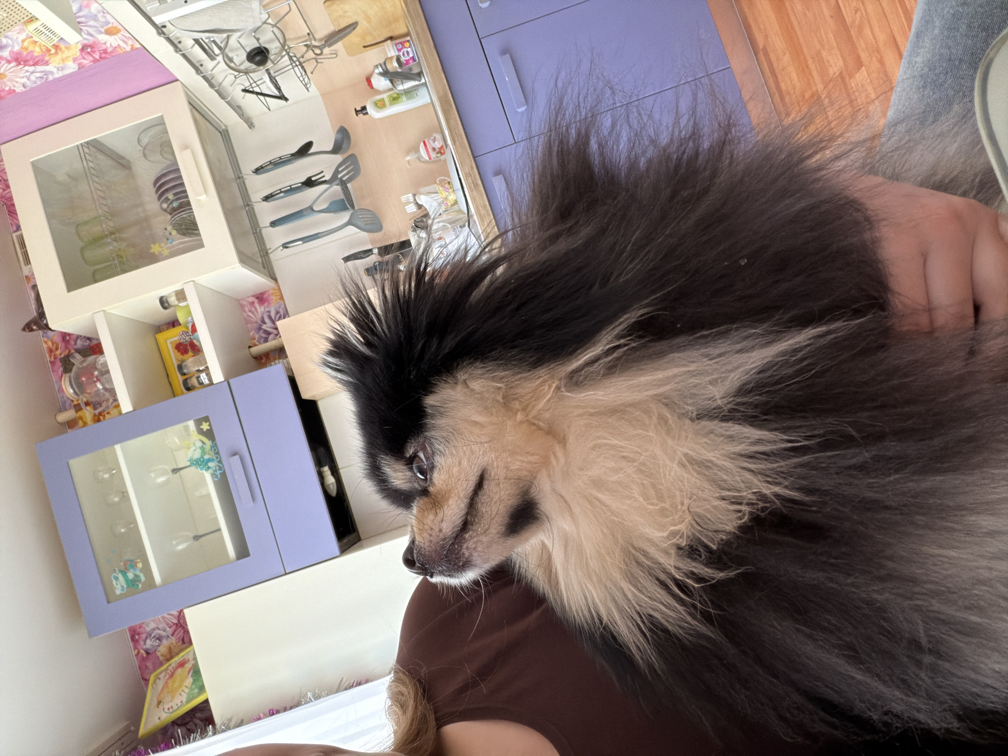 The image features a close-up of a black and tan Pomeranian dog being held by a person wearing a brown top. The dog's face is visible in profile. The background includes a section of a kitchen with white and lavender cabinets, kitchen utensils, and various other kitchen items. The scene appears to be indoors. There is no information to confirm the city of Chaikovsky, Russia.
