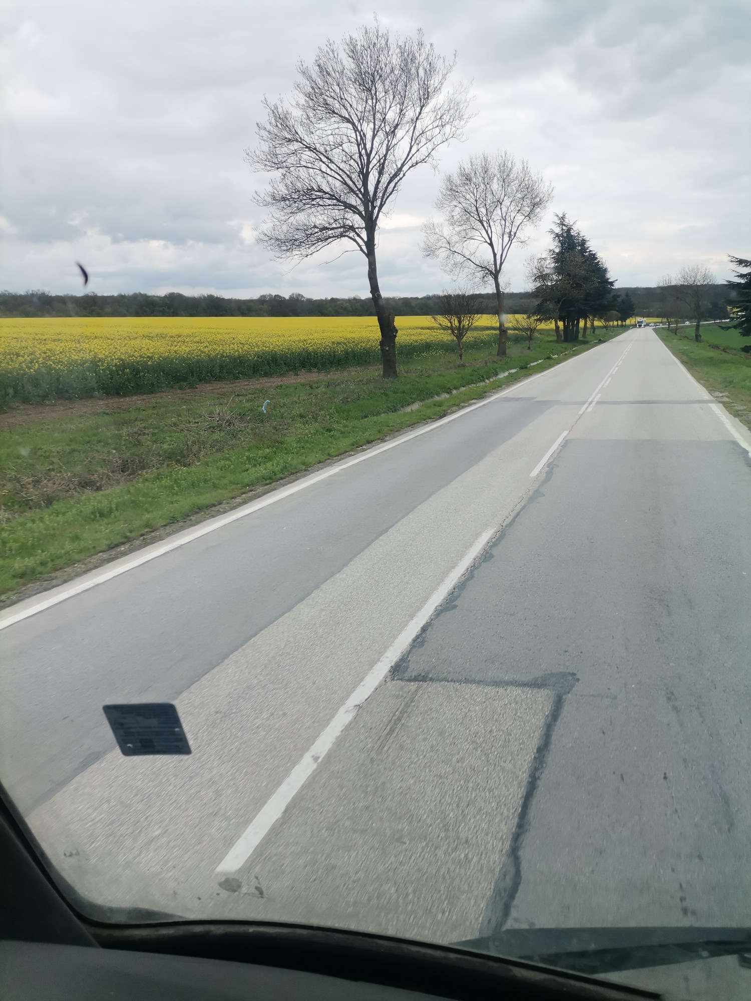The image shows a view from inside a vehicle driving along a road in a rural area. To the left of the road is a field of bright yellow flowers. Several bare trees and a few evergreen trees line the roadside. The road itself is asphalt, with a white line dividing the lanes. There are visible patches and repairs on the road surface. In the distance, there is a vehicle driving on the road. The sky is overcast. The presence of yellow flower fields and the rural setting suggest the location is near Izvorsko, Bulgaria, as these fields are characteristic of the area. The photo is taken through a vehicle windshield, with some interior elements visible at the bottom. A sticker or decal is visible on the inside of the windshield.