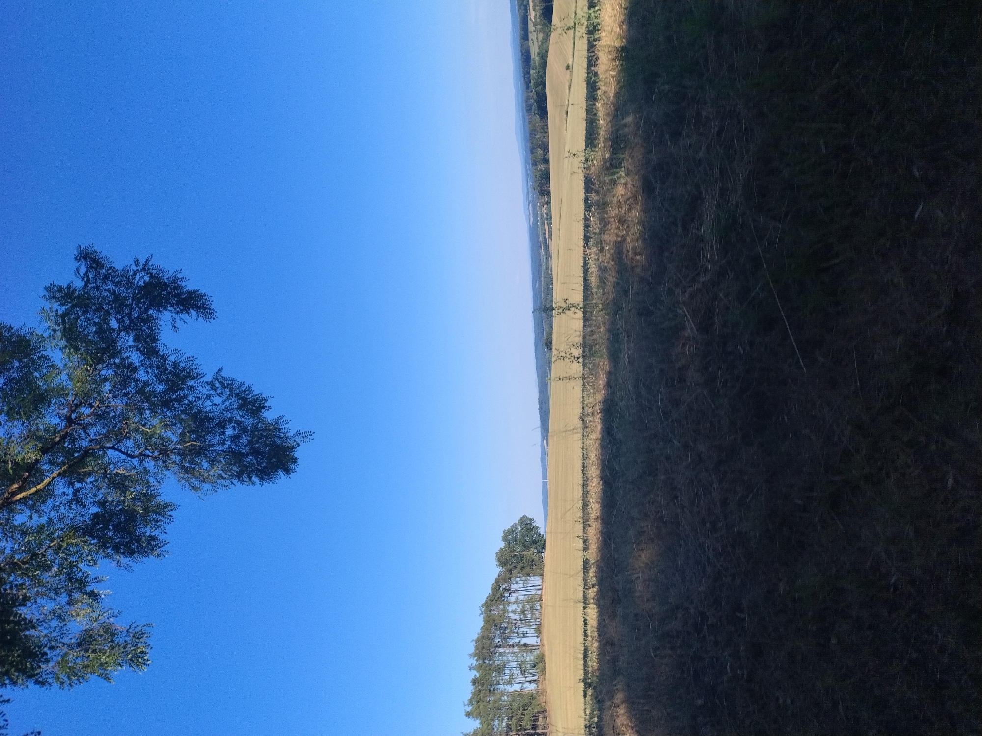 The image depicts a rural landscape under a clear blue sky. In the foreground, dry, sun-bleached grass and shadows from unseen foliage are visible. A line of trees, some of which appear to be pine trees, are situated on a gentle slope in the middle ground, bordering a field of dry, light-colored crops, likely wheat or barley. Beyond this field, the landscape extends into rolling hills with scattered trees and distant forests. The overall impression is of a warm, sunny day in a tranquil countryside setting. The location is identified as Čížová, Czechia. There are no people or animals visible in the image.