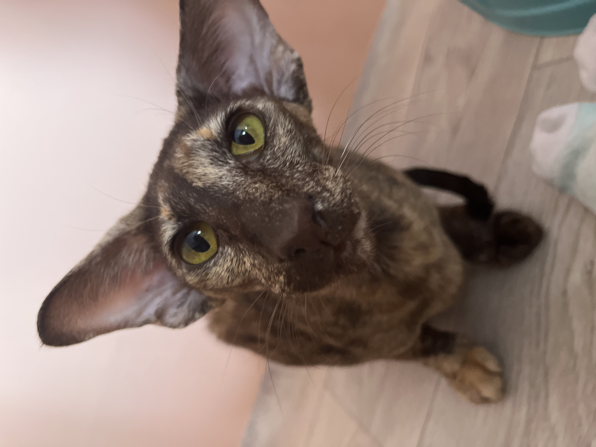 The image depicts a close-up, high-angle view of a brown and tan patterned oriental shorthair cat with large ears and green eyes. The cat is looking directly at the camera. The background consists of a light pink wall on the left and a light wood-grain surface on the right, with a partially visible blue object and some white fabric in the upper right corner. The tail of the cat is black. The location of the image in the city of Chaikovsky, Russia, cannot be determined from the visual information provided.