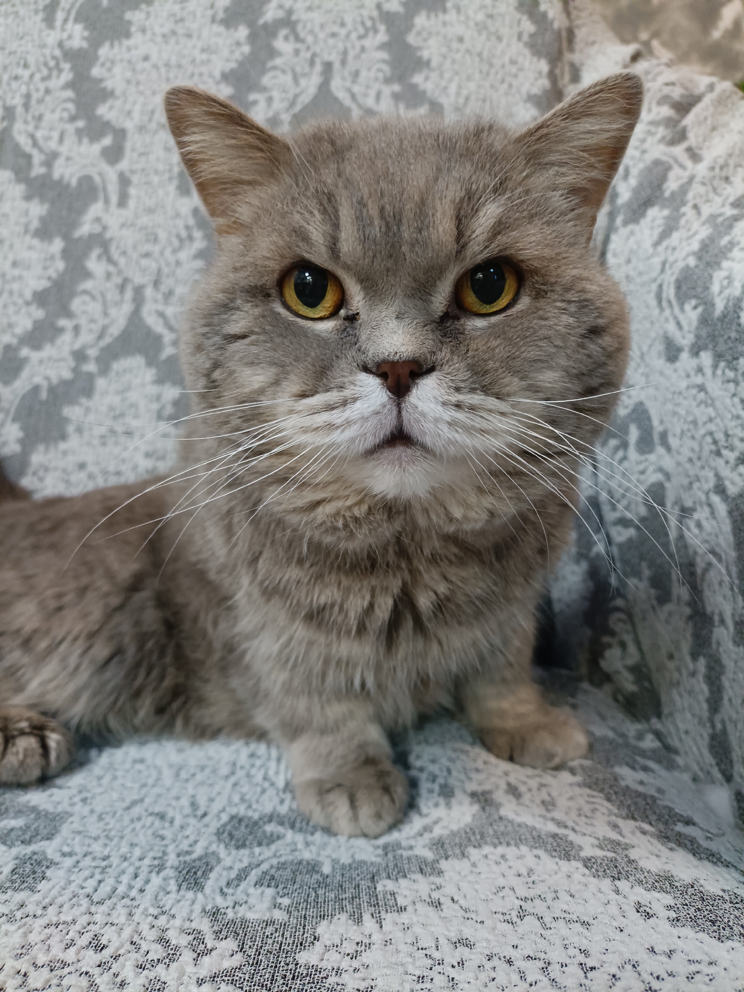 A grey shorthair cat with yellow eyes is sitting on a textured, grey and white patterned fabric. The cat is facing the camera and its body is positioned to the left of the frame, while its head is centered. The background is a continuation of the patterned fabric. There is no information about the city of Bataysk, Russia, or any humans present in the image. The image is a close-up portrait of the cat.