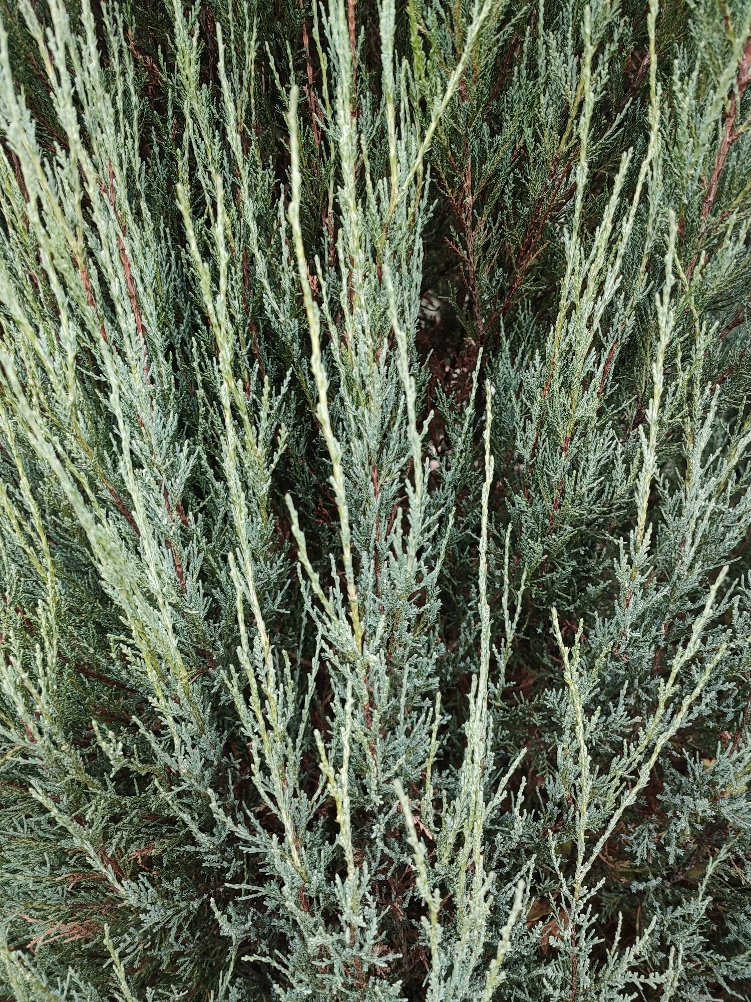 The image shows a close-up, detailed view of the foliage of a juniper shrub. The plant has dense, needle-like leaves in varying shades of green and silvery-blue. The branches are thin and numerous, creating a textured surface. The background is a darker green, suggesting the depth of the shrub. No people or specific environmental details about Igenche, Russia are visible in the image.