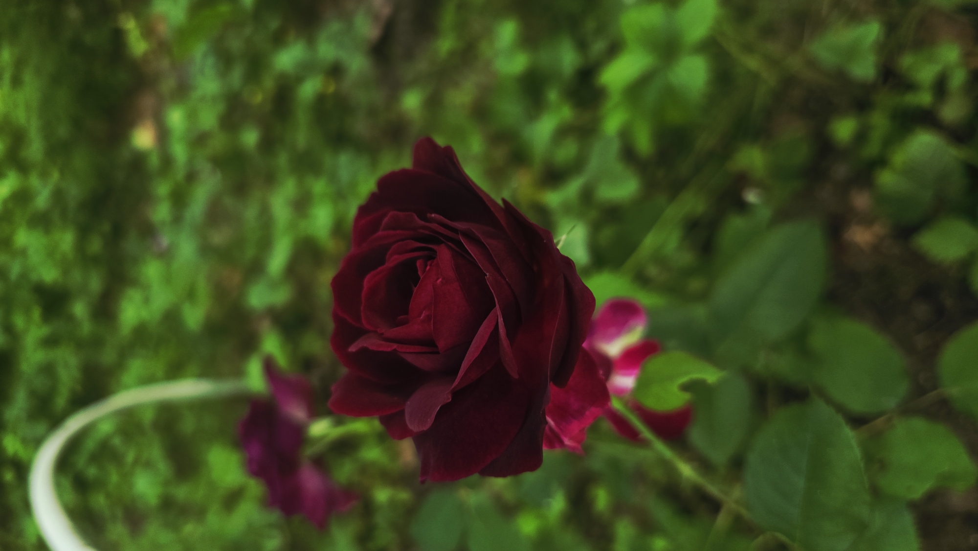 A close-up, vertical shot shows a deep red rose in full bloom, its petals tightly furled towards the center. The rose is positioned slightly to the left of the frame's center, with its stem and leaves visible below. In the blurred background, a soft green foliage creates a natural, outdoor setting, suggesting a garden or park. There are hints of other unfocused floral elements in shades of magenta and deep red to the left and below the primary rose. The lighting appears natural and diffused, highlighting the rich color of the rose. There is no indication of the location being Il’inskiy, Russia.