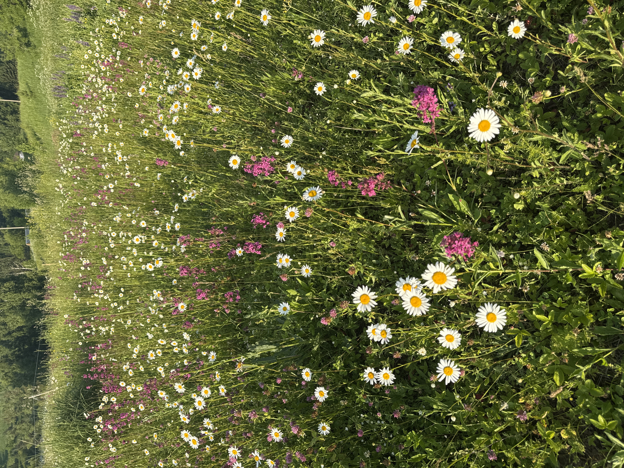 The image depicts a meadow filled with a variety of wildflowers, predominantly white daisies with yellow centers, and clusters of small pink flowers. The field is densely packed with green grass and other foliage. The perspective is from above, looking down onto the meadow, with the camera tilted to capture a wide expanse of the floral landscape. The sunlight suggests it is daytime, likely morning or afternoon, given the clear illumination and shadows. The scene evokes a sense of natural beauty and tranquility. There is no visible text in the image. The location context provided is "Старое Шигалеево, Russia," which places the scene in a rural or natural setting within Russia.