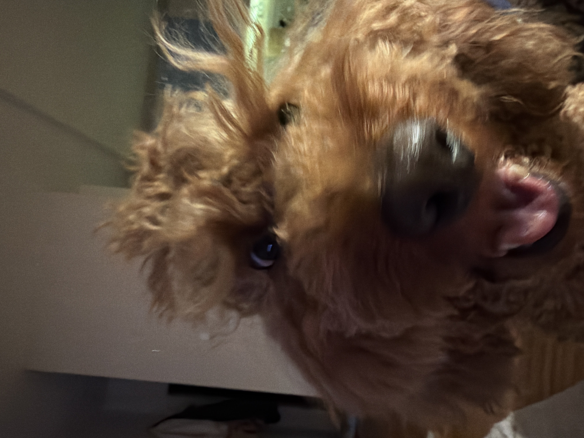 The image displays a close-up, frontal view of a brown, curly-haired dog, consistent with a poodle or doodle breed, captured with motion blur across its face. The animal's mouth is open, revealing a pink tongue, and its prominent black nose is centered. One dark eye is partially visible on the left, reflecting a distinct light source. The background is an out-of-focus interior, featuring light-toned walls with an obscured dark object resembling hanging fabric on the far left, and a faint green light source or object visible on the far right. No human subjects are present. The scene is located within an interior space in Boreti, Montenegro.