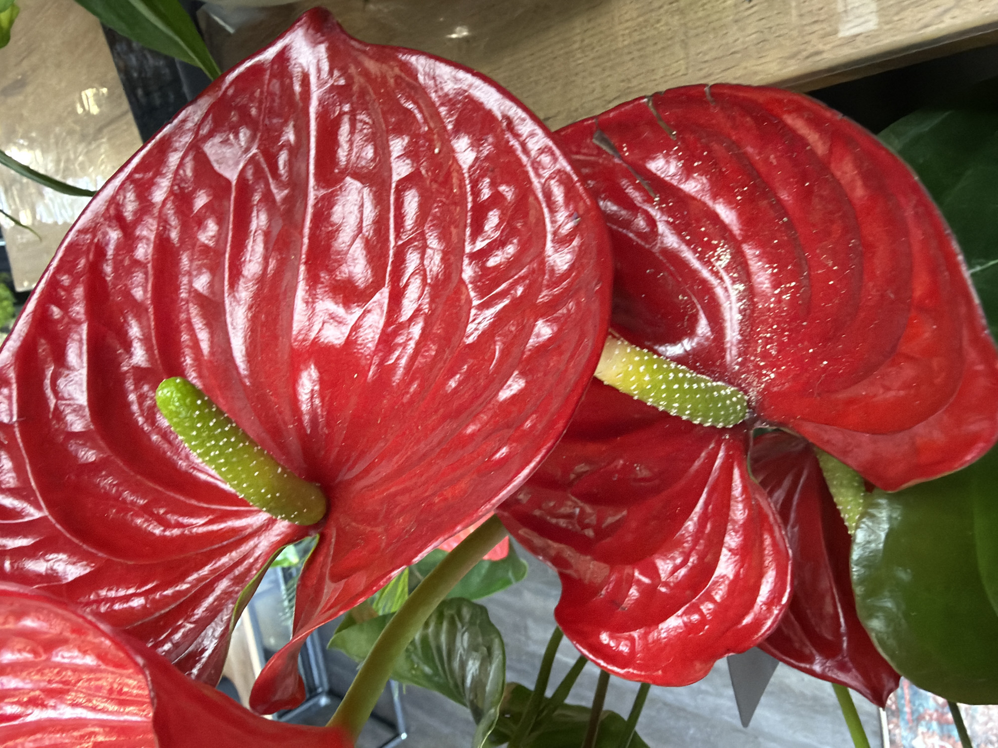 This is a close-up, eye-level shot of two vibrant red anthurium flowers, also known as flamingo flowers. The anthuriums are the dominant subjects, filling most of the frame. Each flower features a prominent, waxy, heart-shaped spathe that is a deep, glossy red. The spathes are intricately veined, with light glinting off their smooth surfaces. Extending from the center of each flower is a spadix, which is a slender, finger-like spike covered in tiny, white, bead-like structures, likely pollen or stamens. One spadix is bright green and prominent, while another is partially visible and appears to be lighter in color.
The flowers are arranged in a way that suggests they are growing on a plant, with their green stems and leaves visible in the background, slightly out of focus. The background also shows hints of a textured surface, possibly a wooden shelf or counter, and a blurred, industrial-looking structure with metallic elements. The overall lighting is bright, highlighting the glossy texture of the anthuriums and creating specular highlights. There are no people or animals visible, and no specific time of day or weather conditions can be inferred. The scene appears to be indoors, possibly in a florist shop or a home setting. The focus is entirely on the beauty and detail of the flowers. There is no visible text in the image.