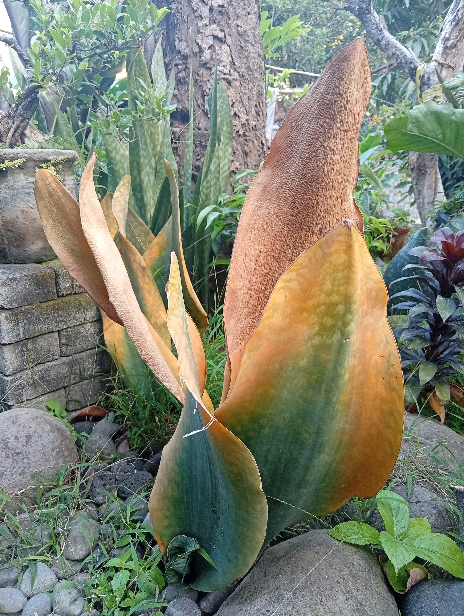 A close-up, eye-level shot captures a portion of a garden in Kediri City, Indonesia. The foreground is dominated by a large plant with broad, fan-shaped leaves. The lower leaves exhibit a gradient of color, transitioning from a deep green at the base to shades of yellow and brown towards the tips, suggesting signs of drying or aging. One large, prominent leaf on the right side of the frame displays a similar color progression, with a brown, fibrous texture at its apex.
Behind this central plant, several upright, sword-shaped leaves of a Sansevieria plant are visible, their variegated patterns of light and dark green creating a textured backdrop. To the left, a portion of a stone wall constructed from rectangular blocks adds a structural element to the scene.
The ground is covered with a mixture of pebbles and dark, volcanic-looking rocks, interspersed with dry grass and a few small, green plants. In the background, the rough, textured bark of a tree trunk is prominent, with lush green foliage and branches extending upwards and to the left. The lighting suggests it is daytime, with soft natural light illuminating the plants and surrounding environment. No people or animals are visible in the frame.